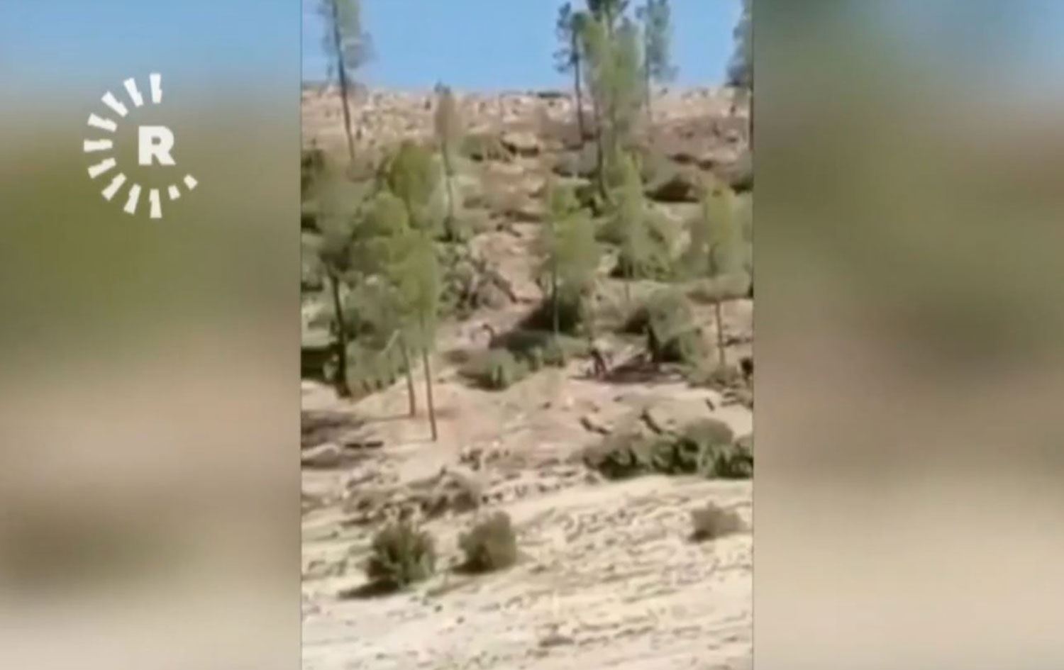 Efrin'de büyük ağaç kıyımı: Kesilen ağaçlar kamyonlara yüklenip İdlib’de satılıyor