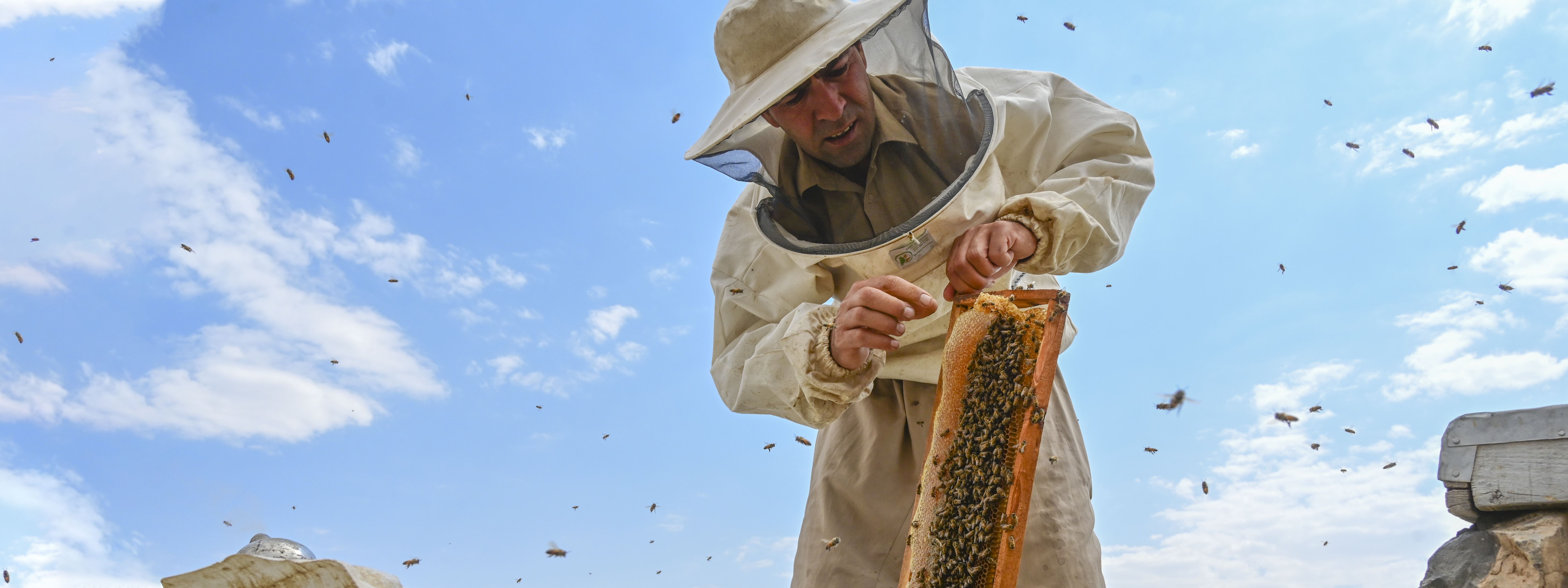 FOTO- İklim değişikliği, Kürdistan Bölgesi’ndeki bal üretimini vurdu