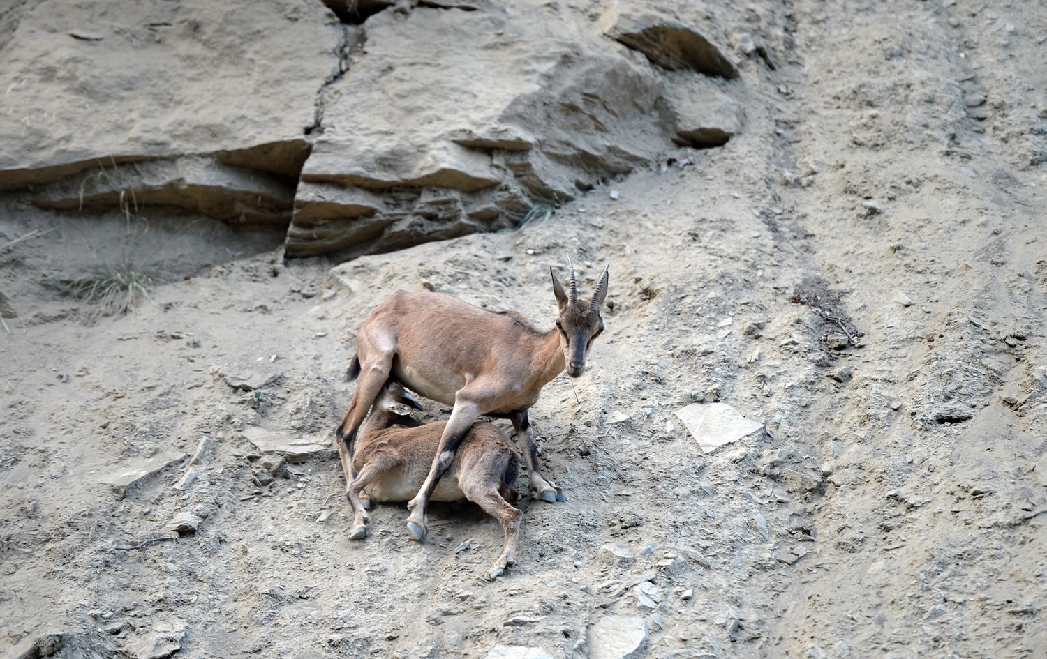 Li Dêrsimê pezkovî ji çiyayên derdorê daketine nêzîkê cihê niştecihbûna mirovan
