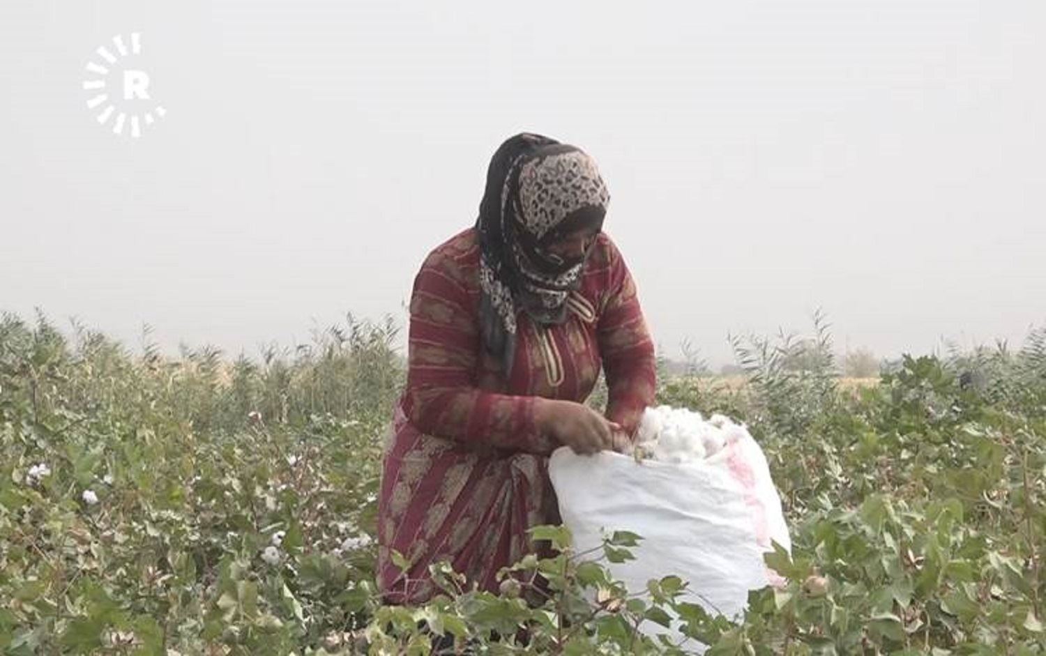 Rêveberiya Xweser nirxê kirîna pembo diyar kir