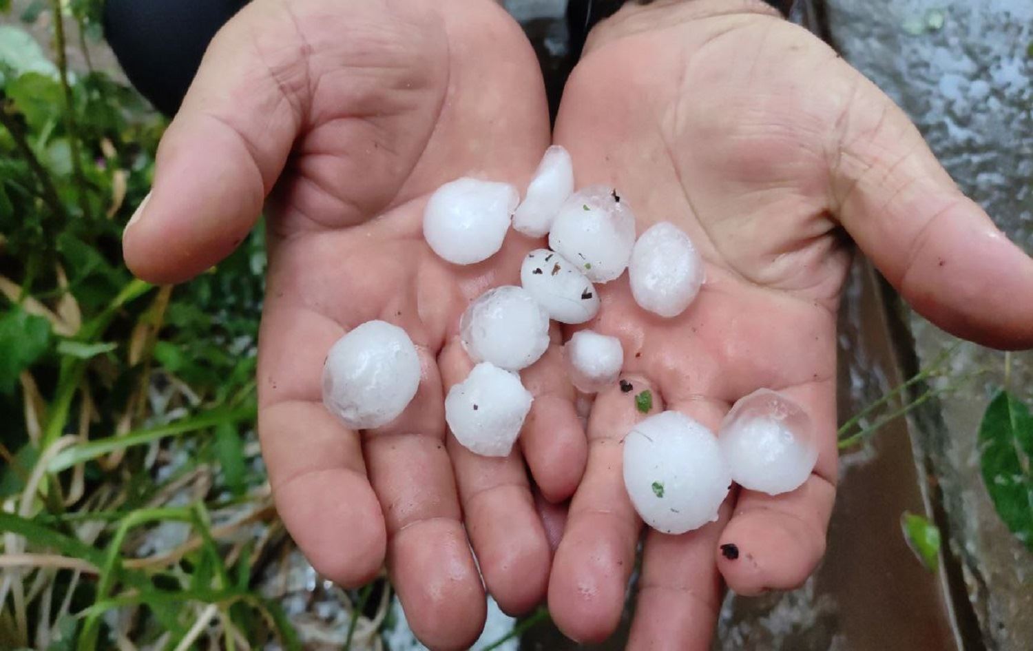 Li Qersê zîpik: Baxçeyên fêkiyan zerar dîtin