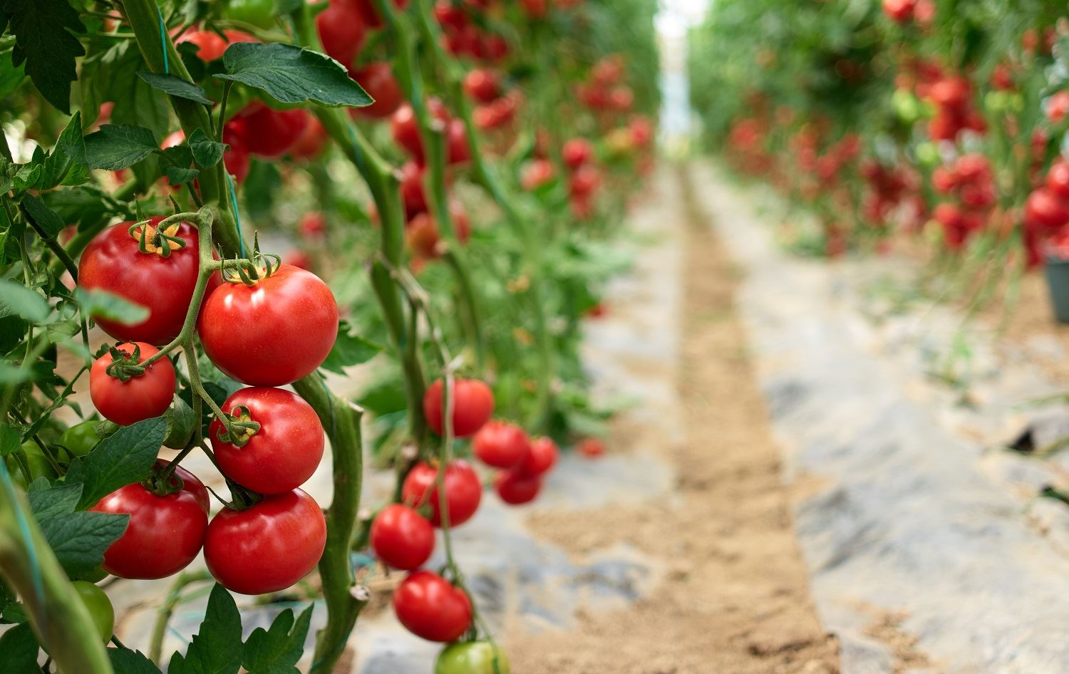 Li Tirkiyê dê bacanên sor bê destûr neyê hinardekirin
