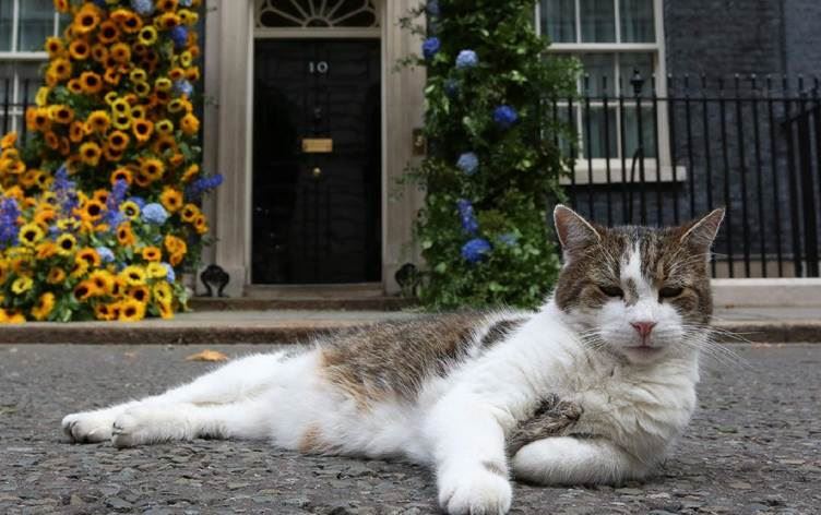 Dört başbakan gören kedi görevde kalacak