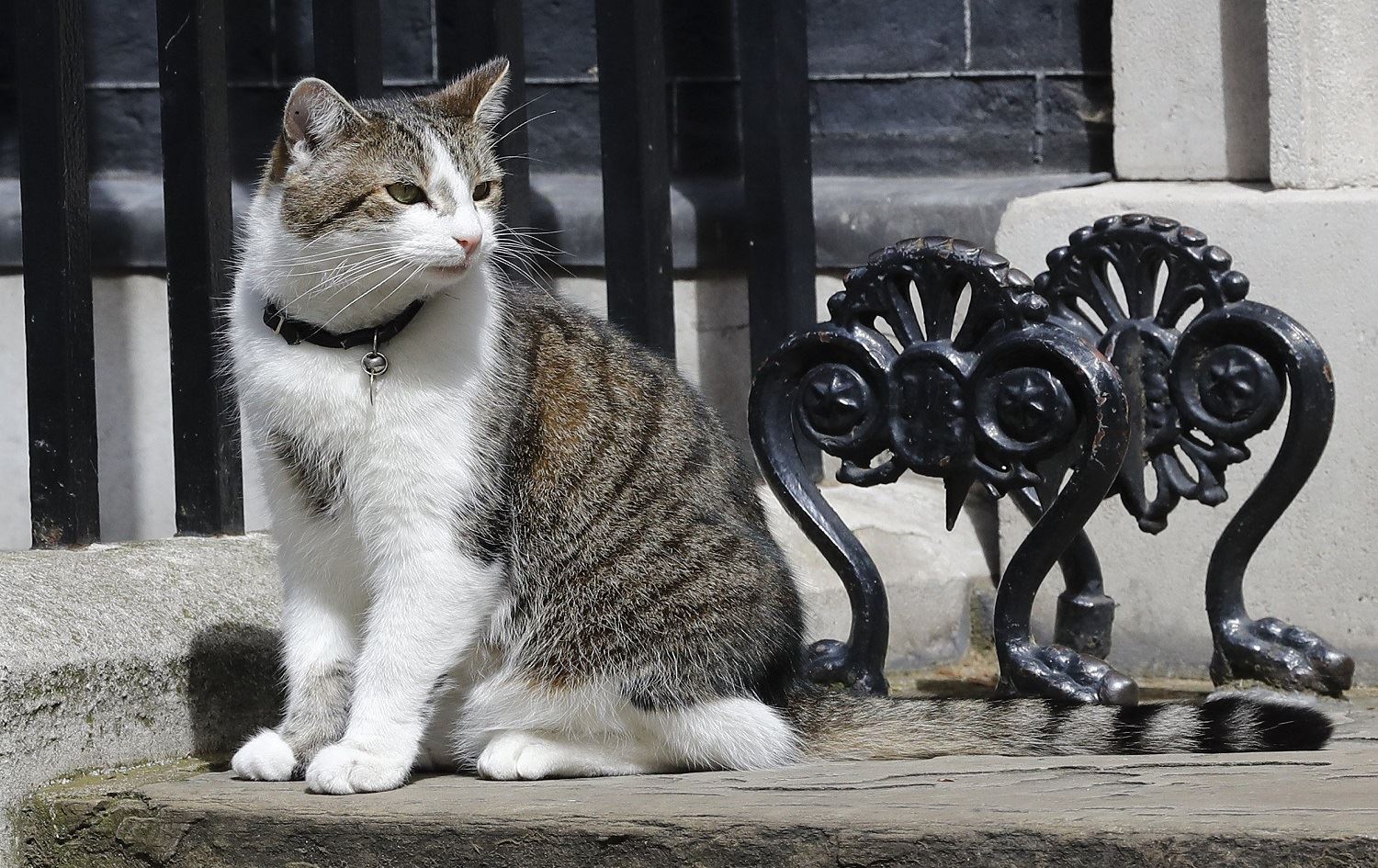 Pisîka ku 4 serokwezîr oxir kirî dê li ser karê xwe bimîne
