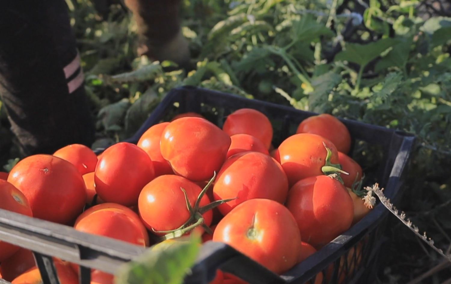 هەرزانیی نرخی تەماتە جووتیارانی زاخۆ نیگەران دەکات؛ بازرگانانی عەرەب بە هەرزان دەیکڕن