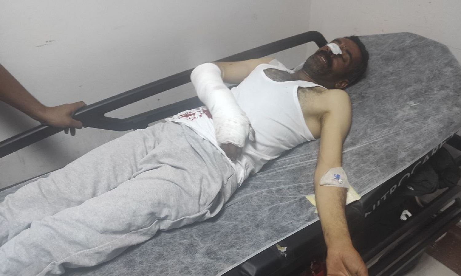 Kuçikan şivan ji hirçê rizgar kirin