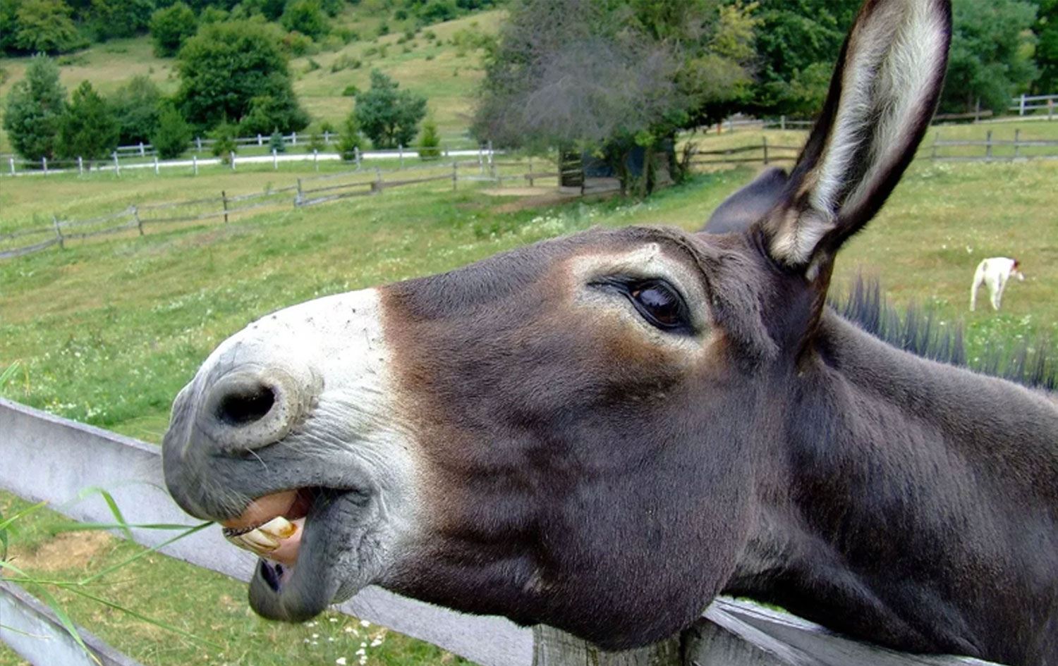 Eşek penisi kaçakçılığı: Binlercesi ele geçirildi!