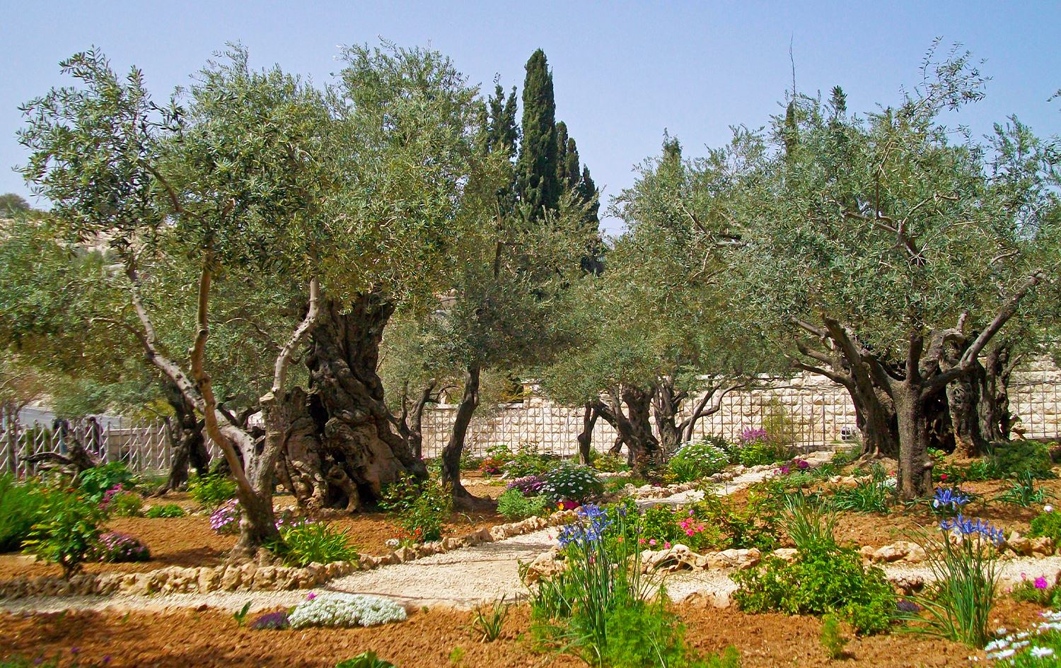کشتوکاڵی کرماشان: بەرهەمی زەیتوون بەهۆی وشکەساڵییەوە 50٪ کەمبووەتەوە