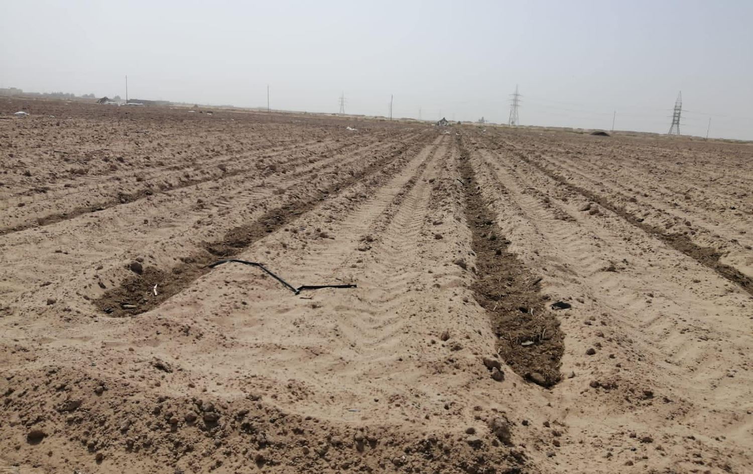 زیاتر لە 11 هەزار دۆنم زەوی لە بەسرە بۆ چاندنی دانەوێڵە زیاد دەکرێت