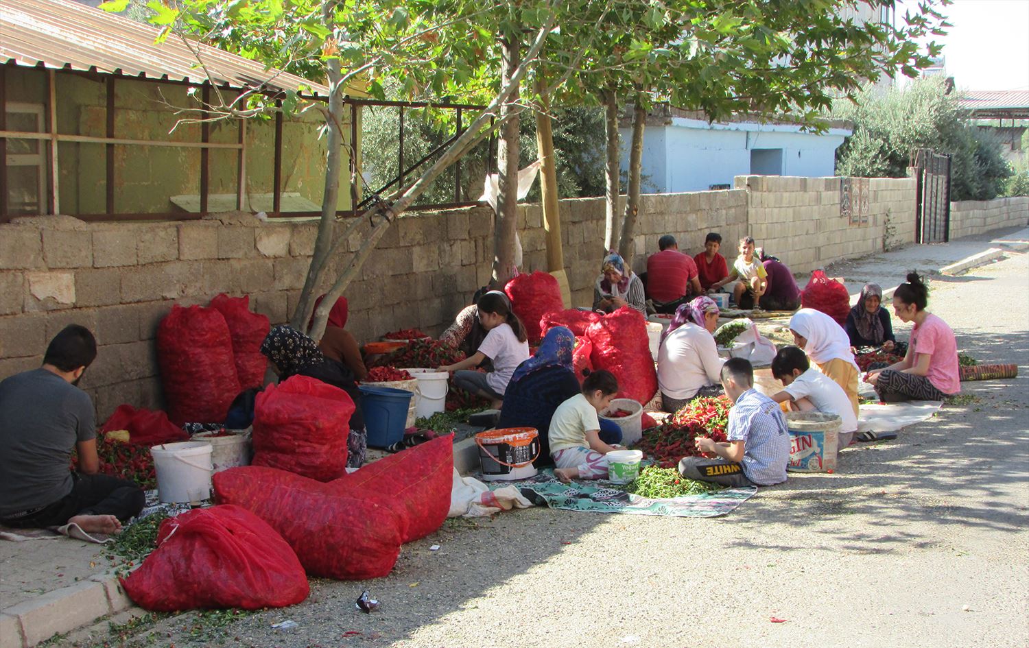 Li Islahiyê 7 hezar jin û zarok di karê îsotan de dixebitin