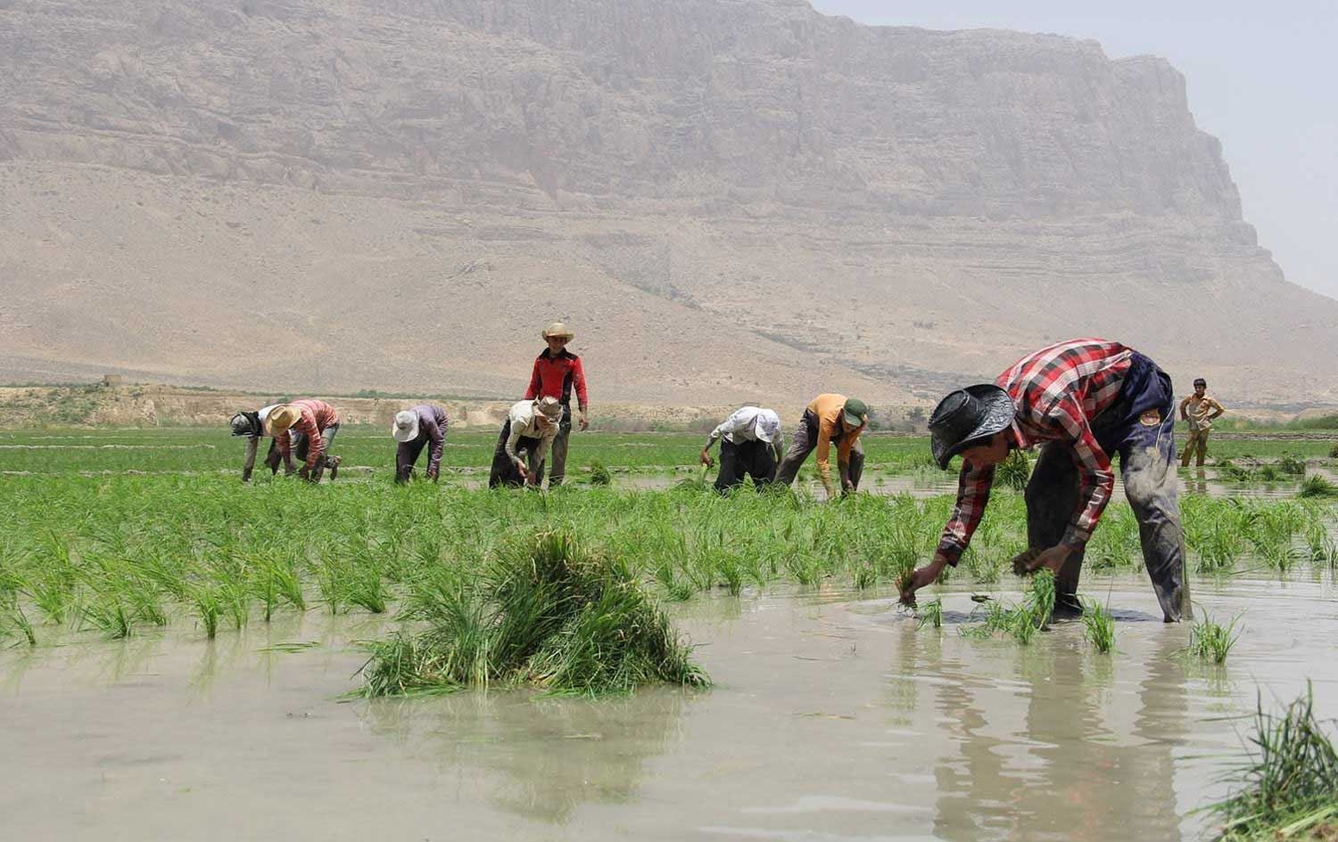 کشتوکاڵی لوڕستان: چاندنی برنج قەدەخەیە