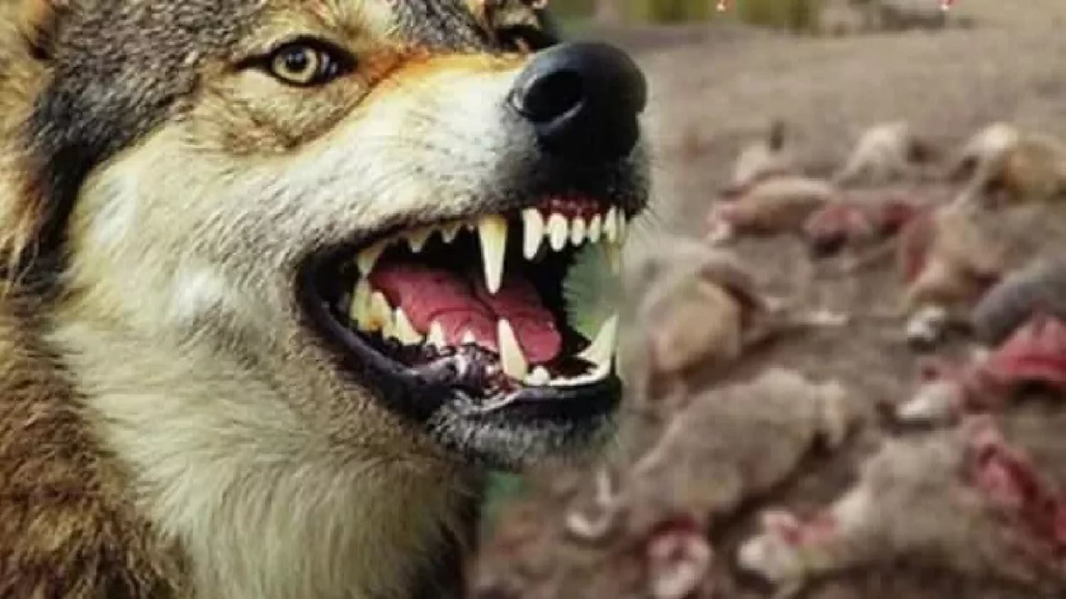 Li Qersê gur kete nav kerî: 35 pez jinav çûn, 50 jî wenda bûn