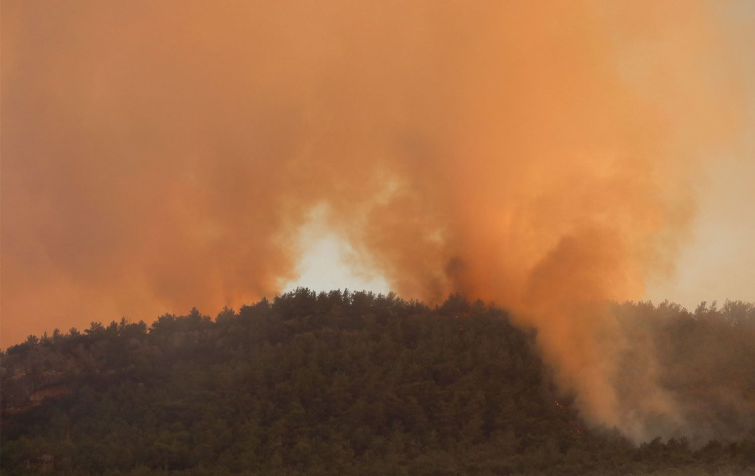 Muğla'da orman yangını