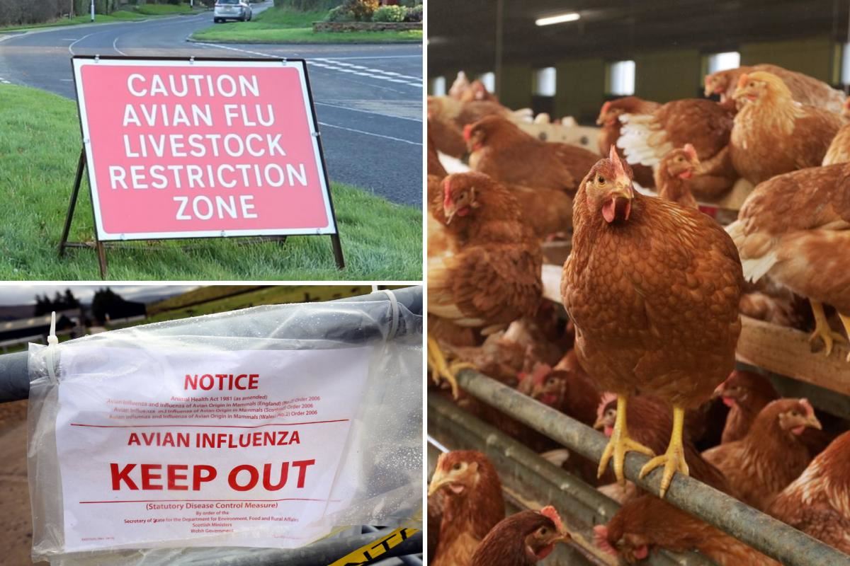 İngiltere 'kuş gribi' ile boğuşuyor: 3 milyon kuş itlaf edildi