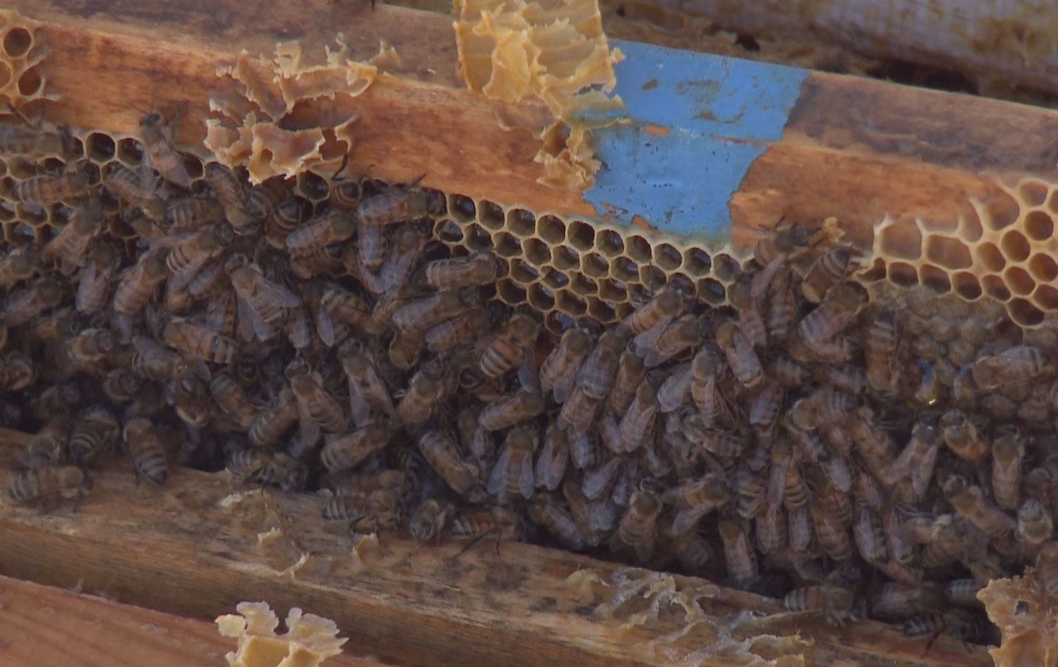 En kaliteli olduğu ortaya çıkmıştı: Arıcılar Hakkari’de arı zehri üretimine geçiyor