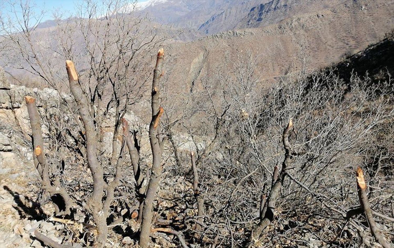 پۆلیسی دارستان و ژینگەی هەرێمی کوردستان هۆشداری لە بڕینەوەی دار دەدات