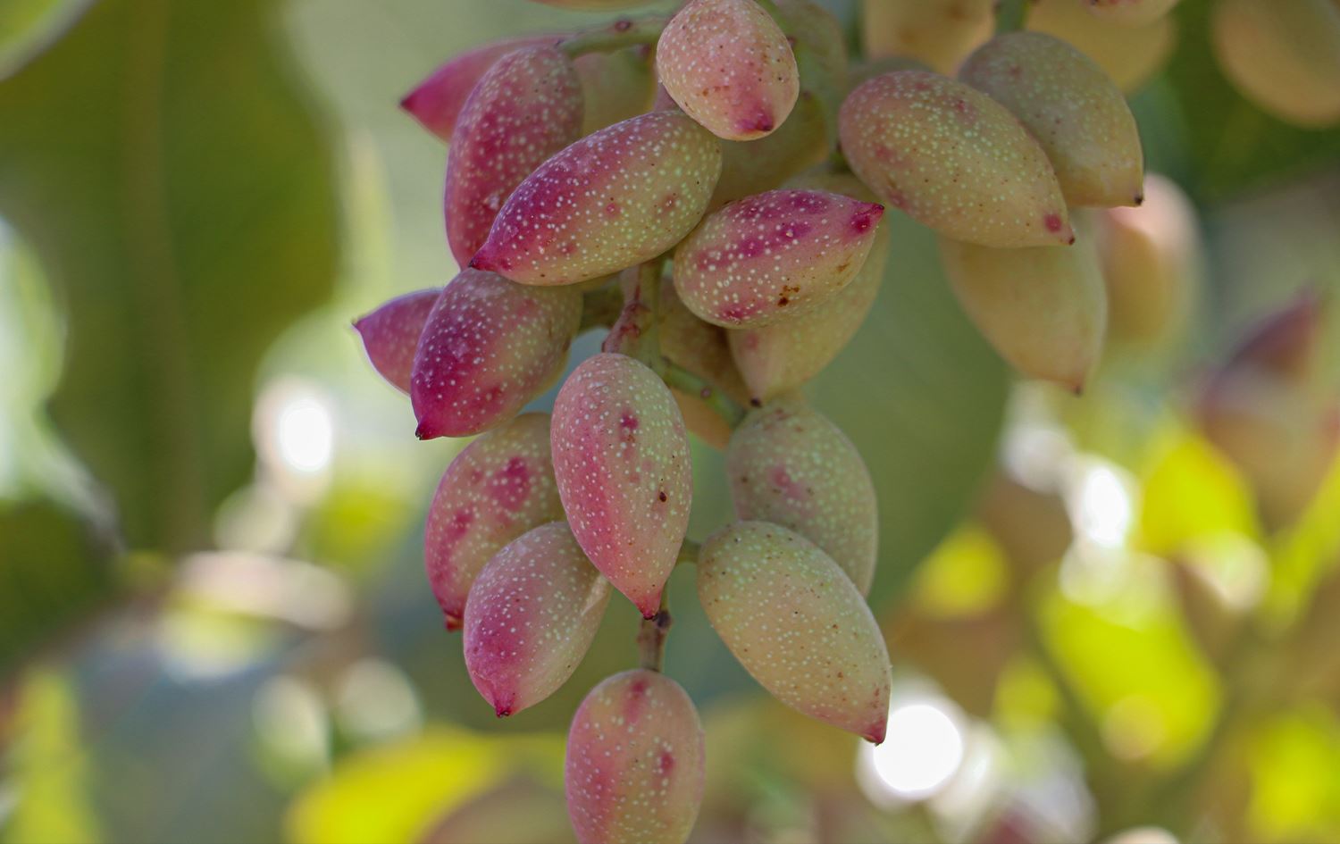 Fistiq li ser navê Rihayê hat tescîlkirin