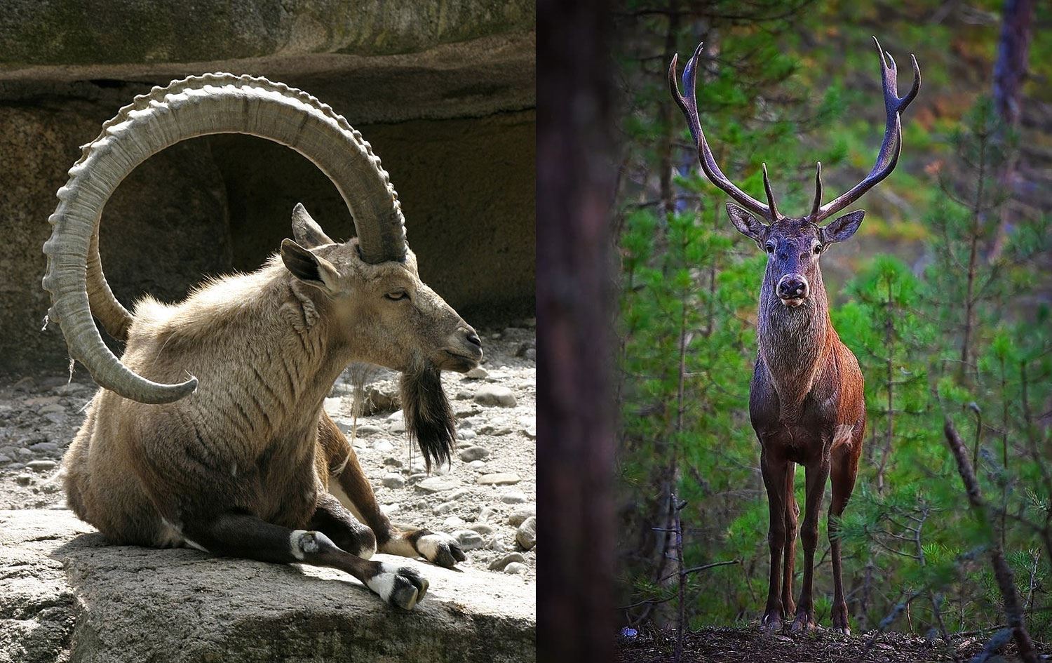 Dağ keçisi ve geyikler için ihale yapıldı: 28 yaban hayvanı avlanacak