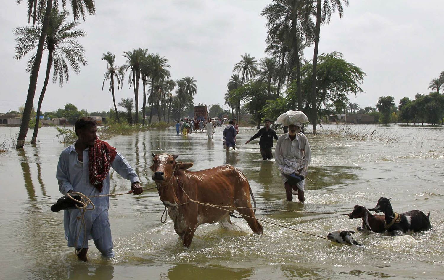 لە سێ مانگدا 930 هەزار سەر ئاژەڵ لە پاکستان بەهۆی لافاوەوە مرداربوون