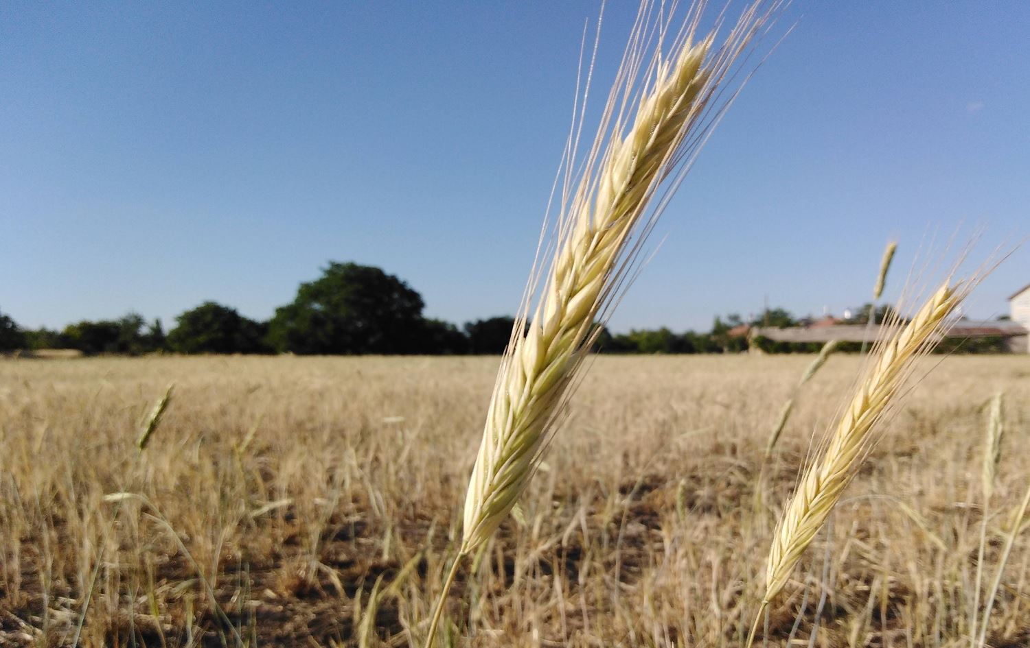 FAO: Sûriye %75ê berhemanîna genim ji dest daye