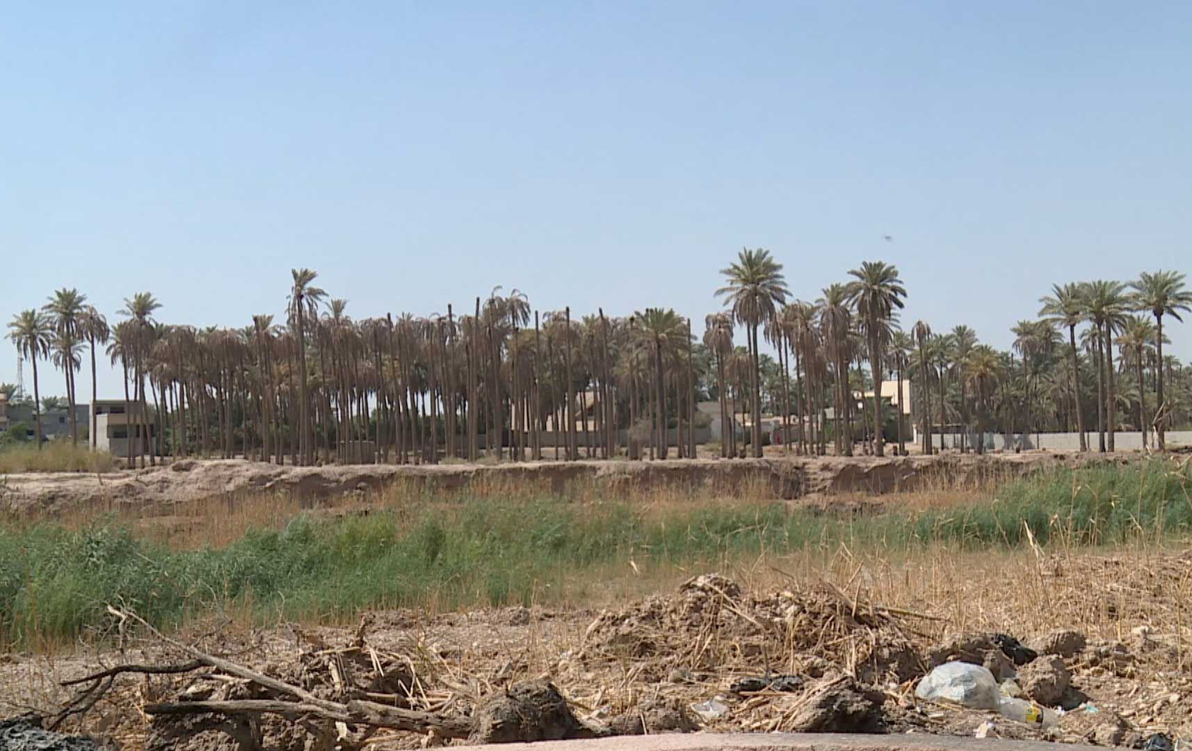 لە خانەقین باخی خورما دەسوتێندرێت و خانوو لە شوێنی دروستدەکرێت