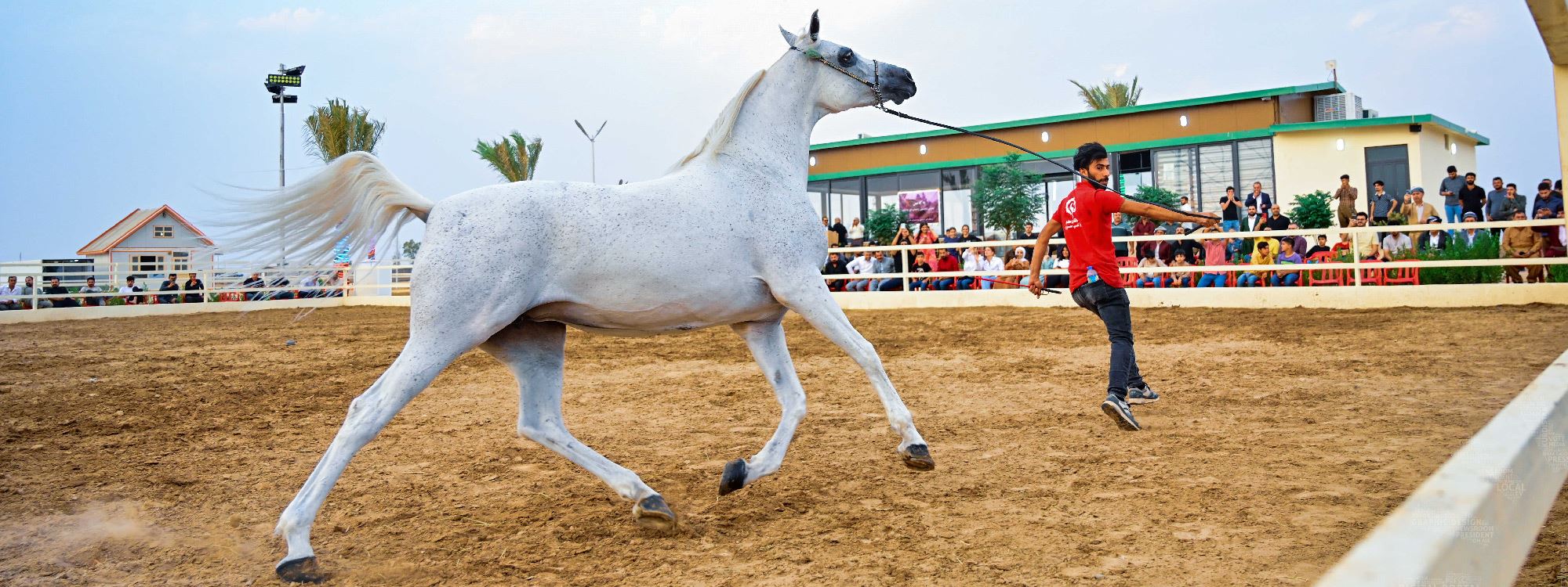 FOTO- Erbil’de safkan Arap atları gösterisi