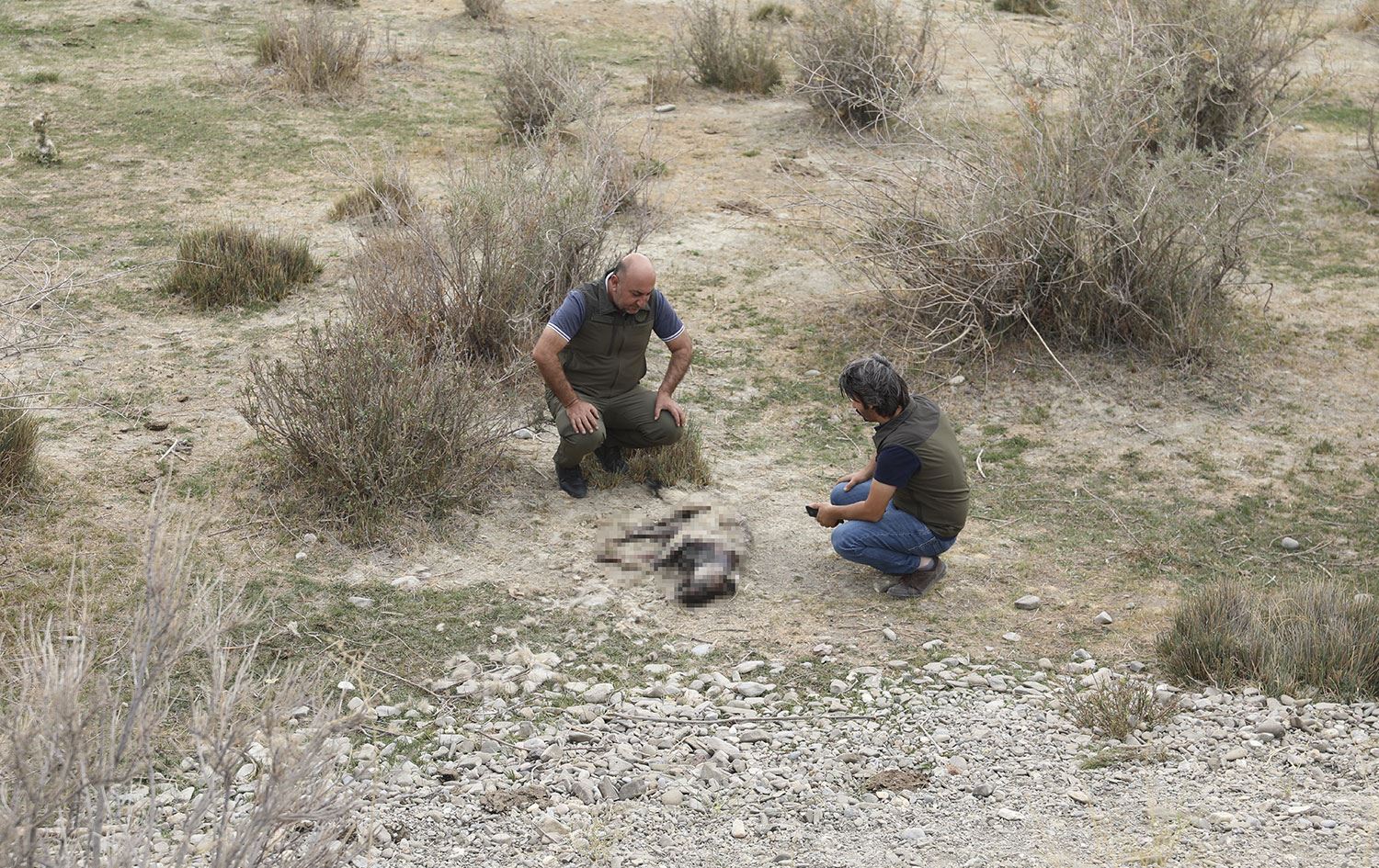 Nesli tükenme tehlikesi altındaki çizgili sırtlan öldürüldü