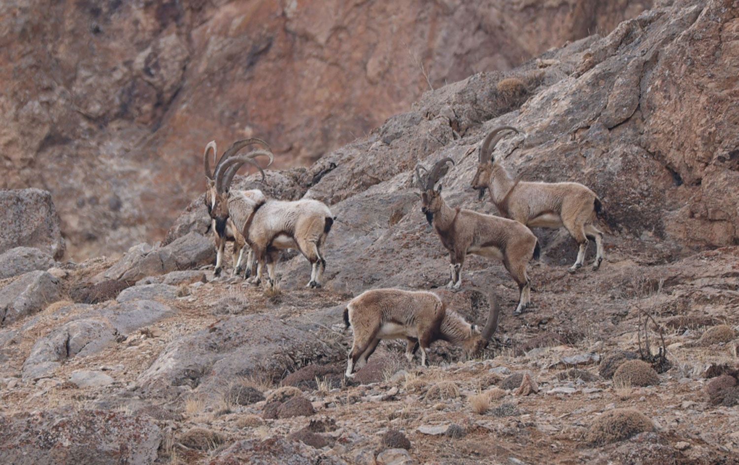 Bakanlık Van’da yaban keçisinin avlanması için ihale açtı