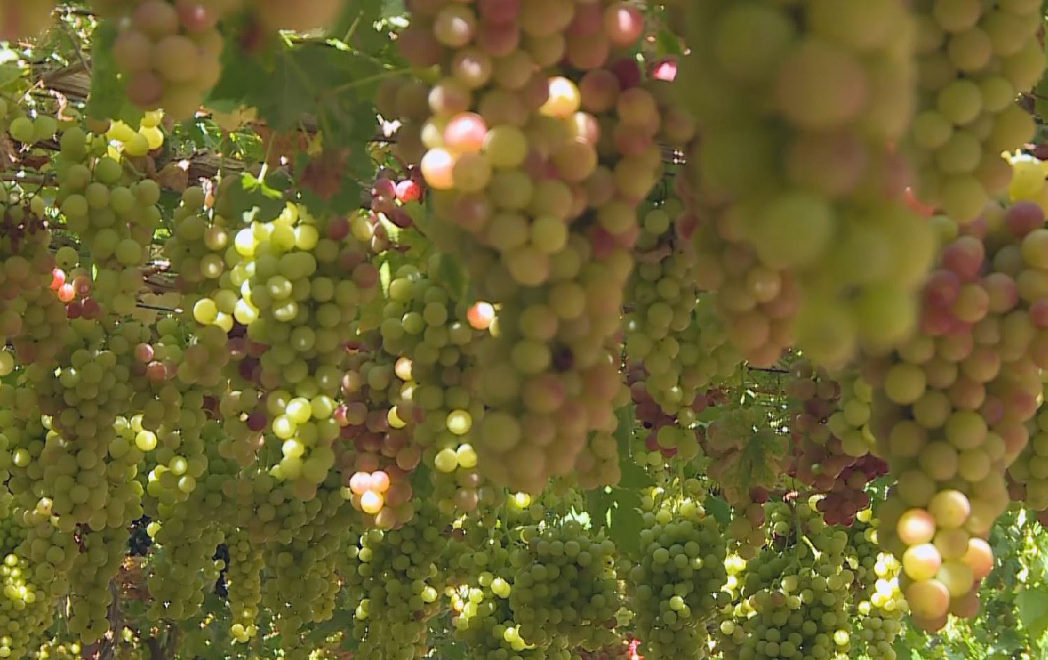 لە سنووری پارێزگای دهۆک زیاتر لە 110 جۆر ترێ بەرهەم دەهێنرێن