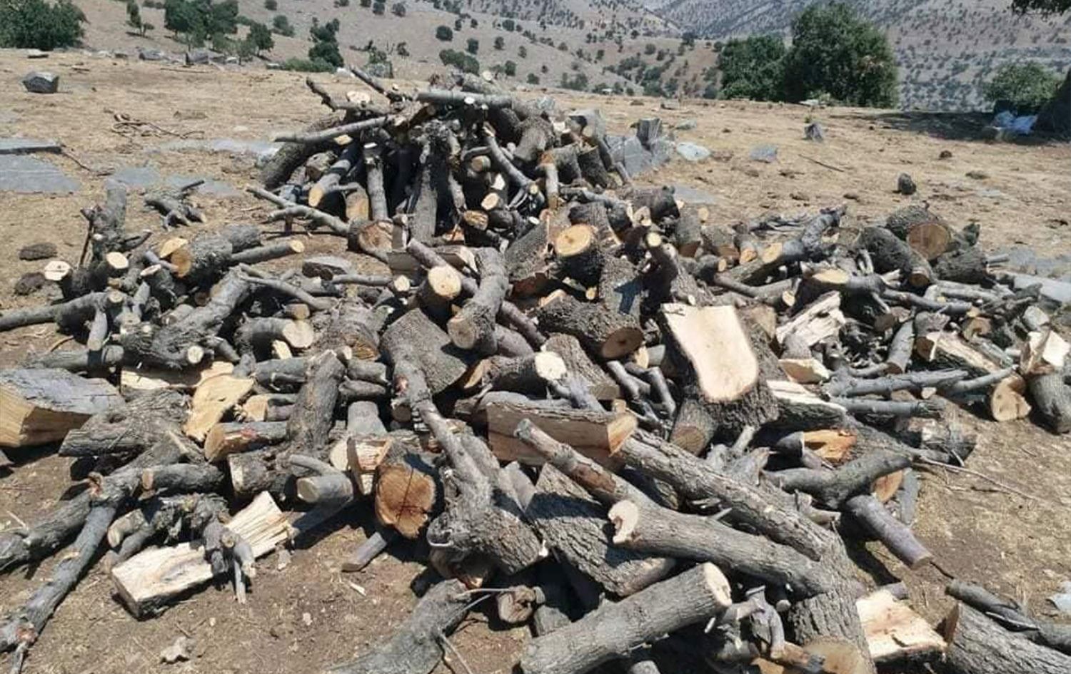 پۆلیسی دارستان: لە 10 رۆژی رابردوودا بەهۆی داربڕینەوە زیاتر لە 20 کەس دراونەتە دادگە