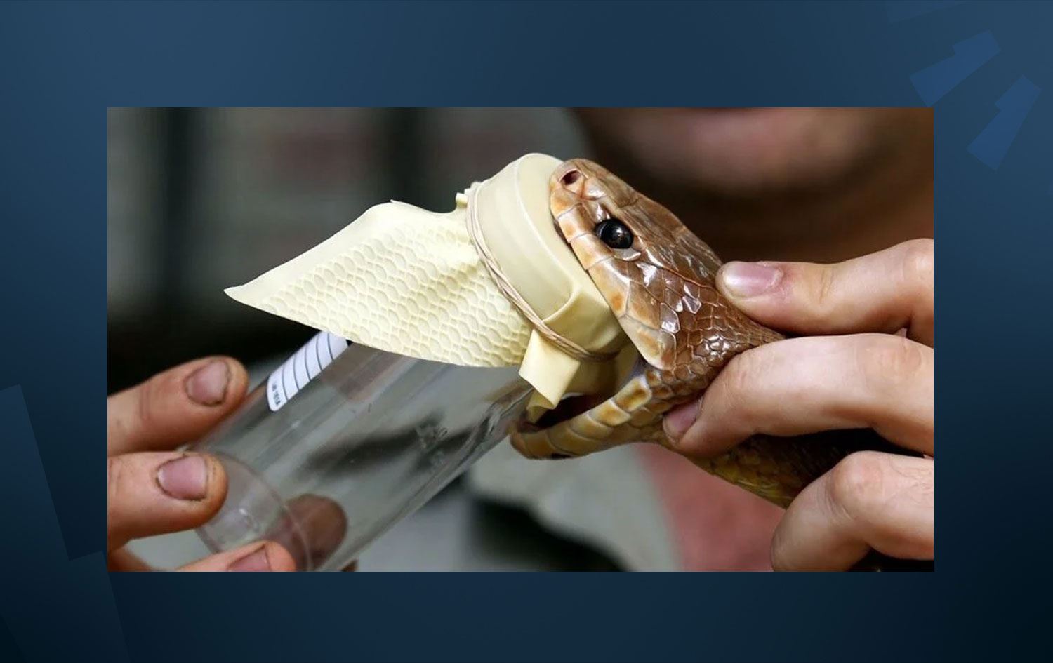 Çok ender bulunuyor: 45 tüp kobra zehri ele geçirildi