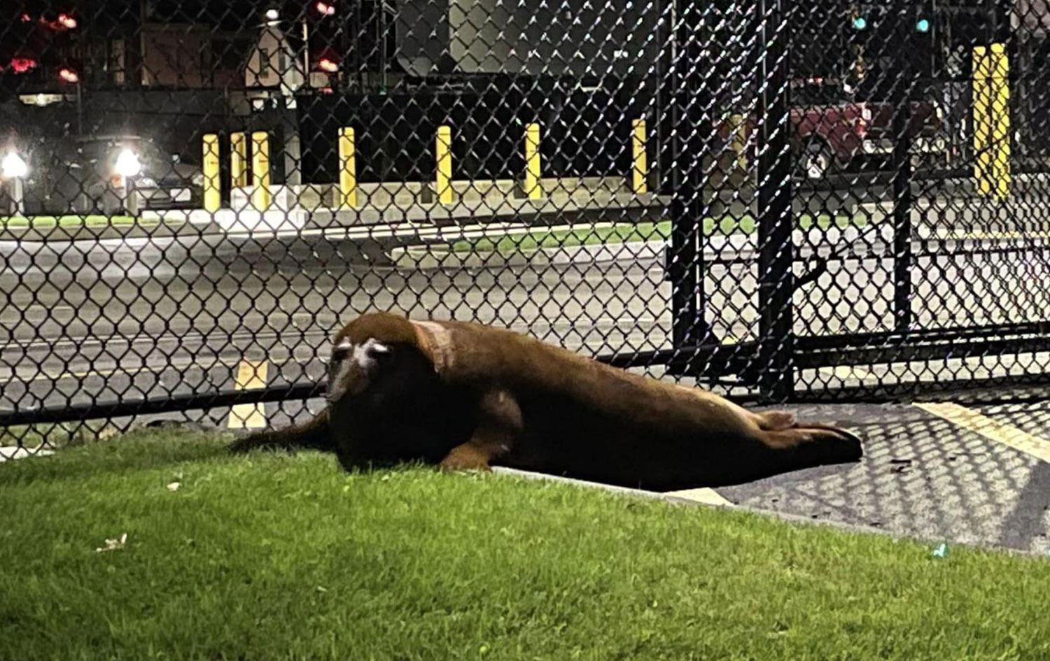 Yakalanmaktan kurtulmayı başaran fok polise "teslim oldu"