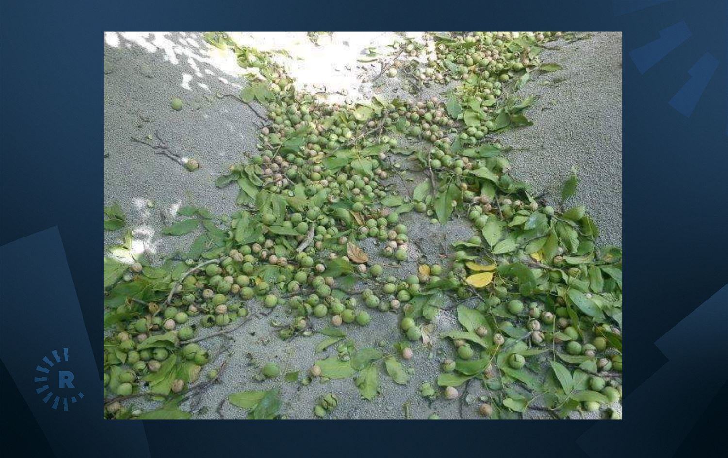 کشتوکاڵی هەڵەبجە: کەڕوویەک مەترسی لەسەر دار گوێزەکانی هەورامان دروستدەکات