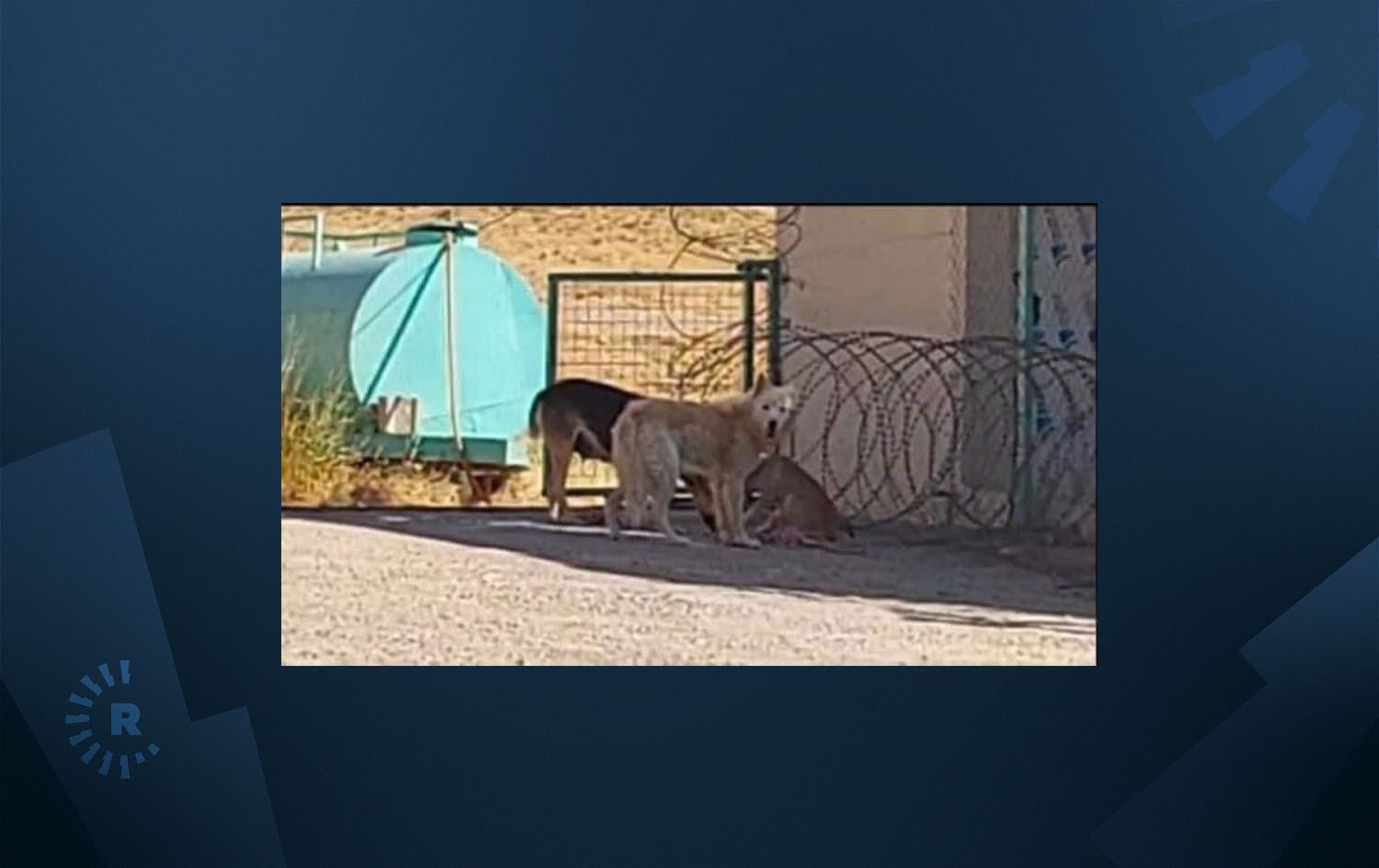 لە گۆیژەی سلێمانی شەش گورگ دەبیندرێن