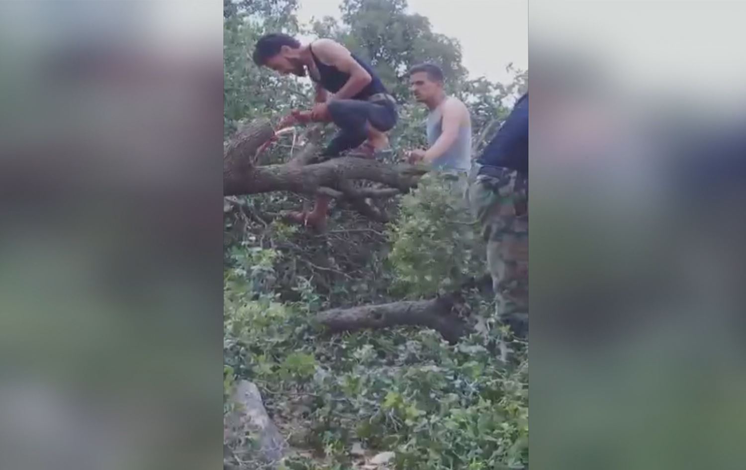 'Birrîna daran ji aliyê dagirkerên Tirk û grûpên terorîst ve cihê şermezariyê ye'