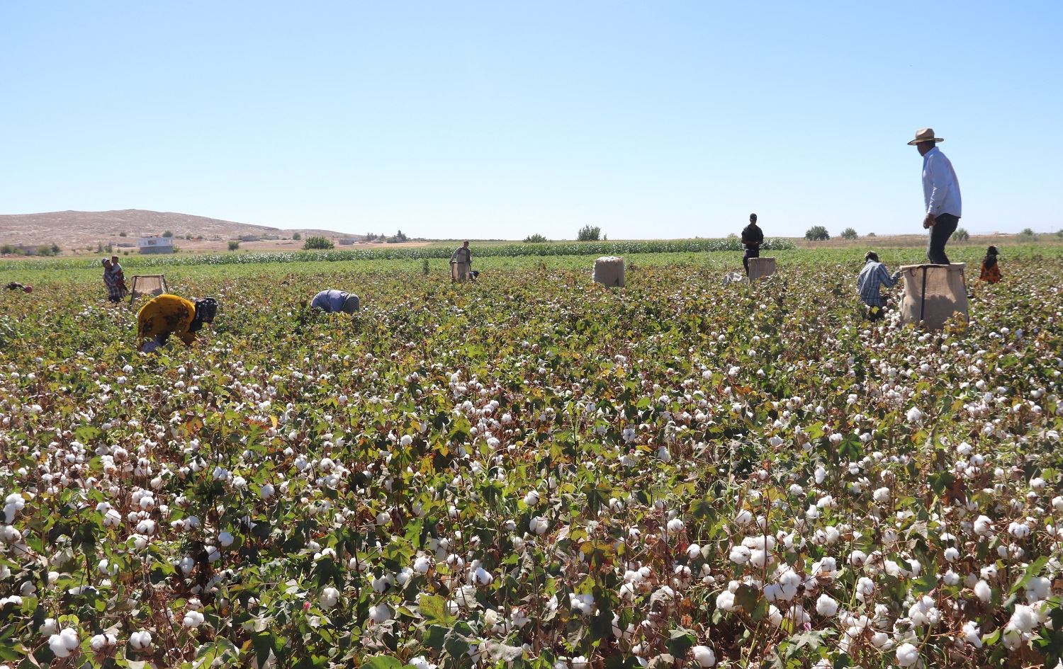 Li Rihayê zeviyên hilberîna pembû ji sedî 55 zêde bûye