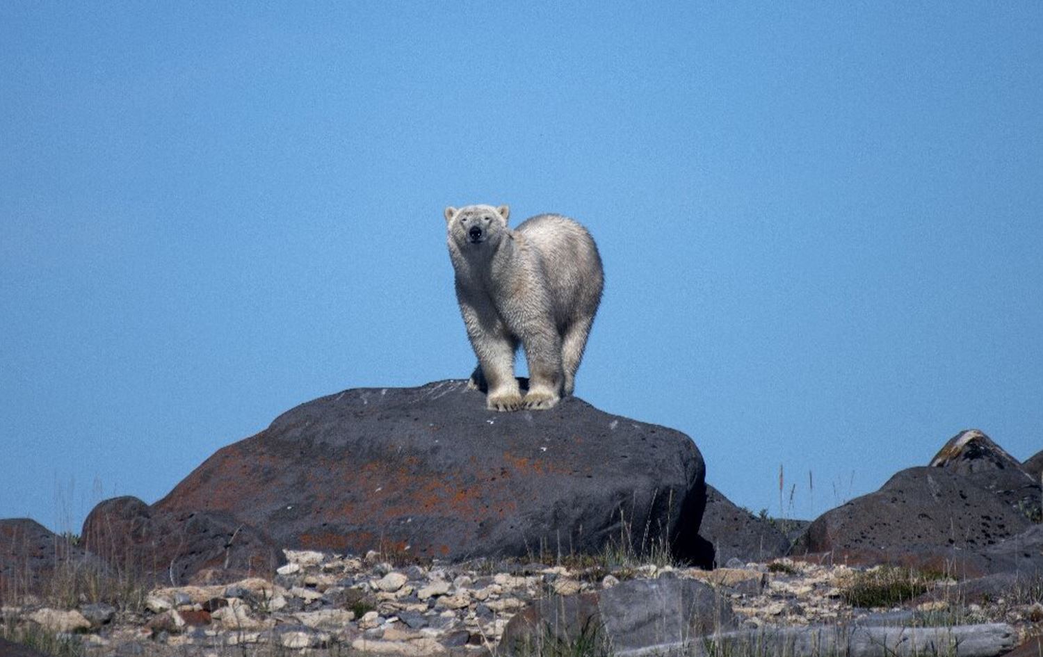 Guherîna keşûhewayê jiyana hirçên cemserî xistiye metirsiyê