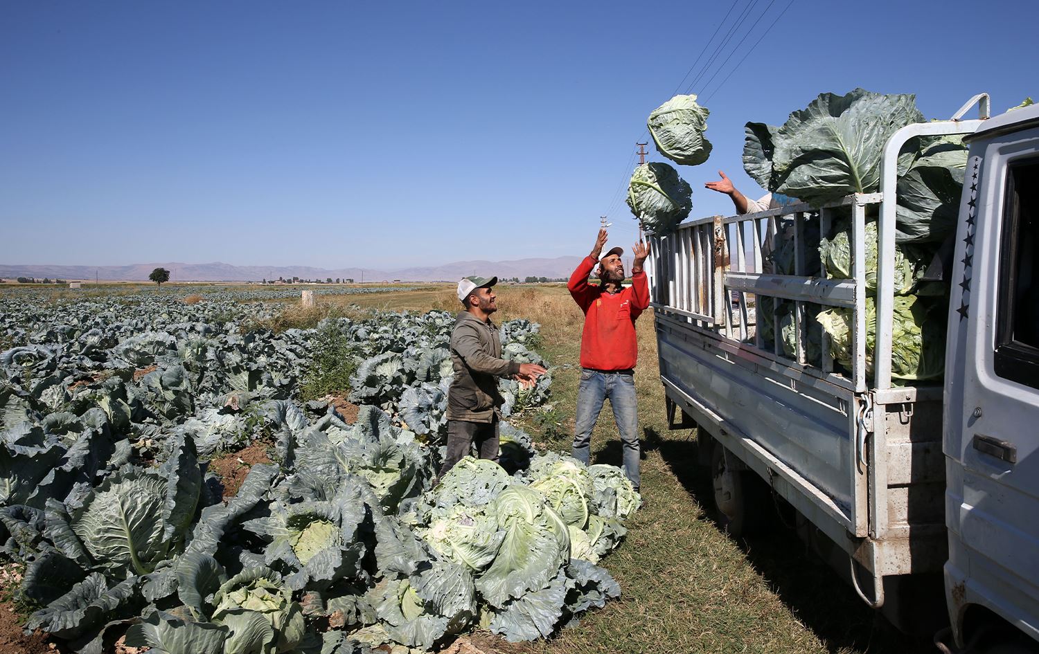 Li Mûşê tê çaverekirin dahata ji kelemê 35 milyon lîre be
