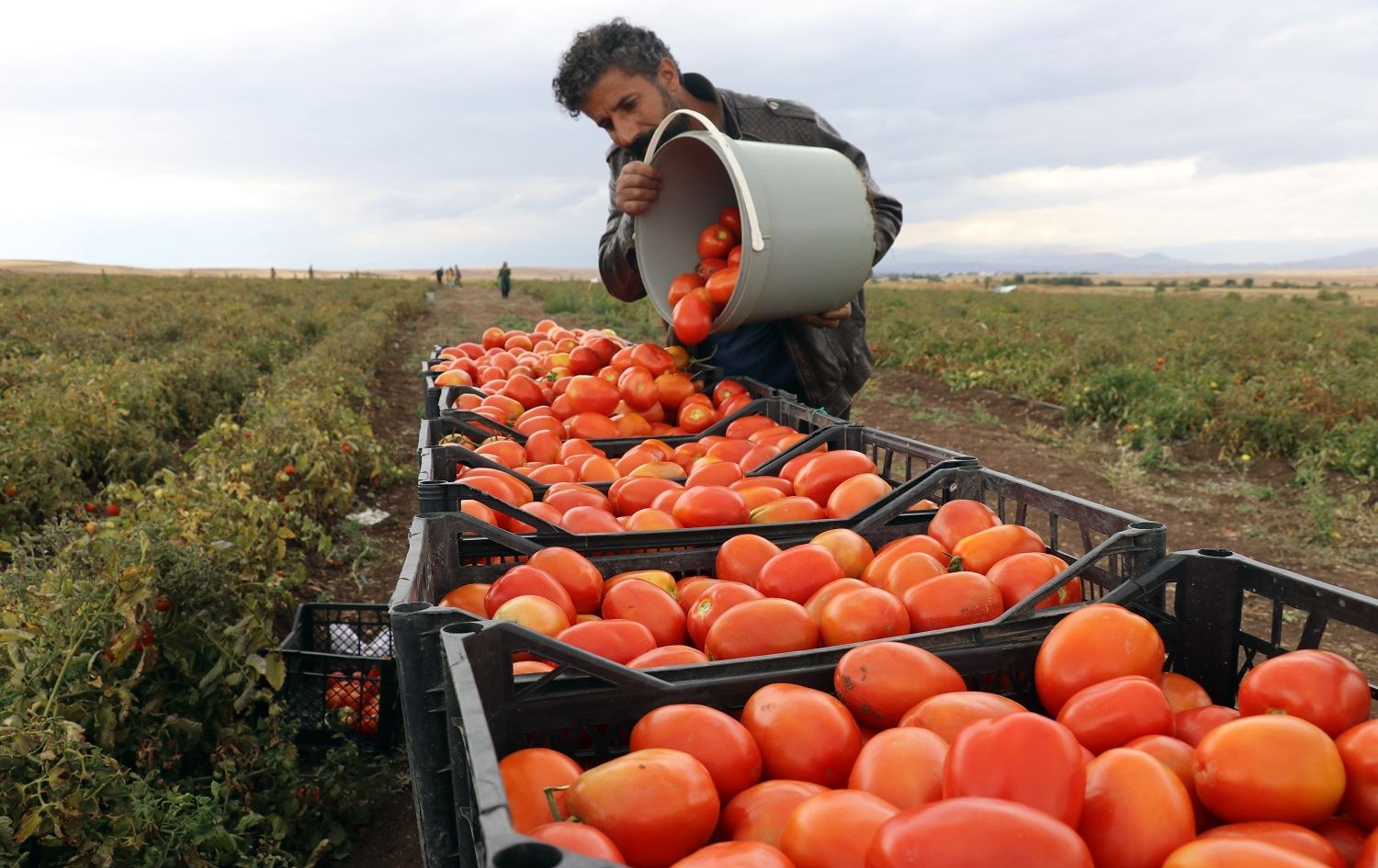 Ji ber Coronayê ji Stenbol vegeriya Agiriyê û dest bi çandiniyê kir
