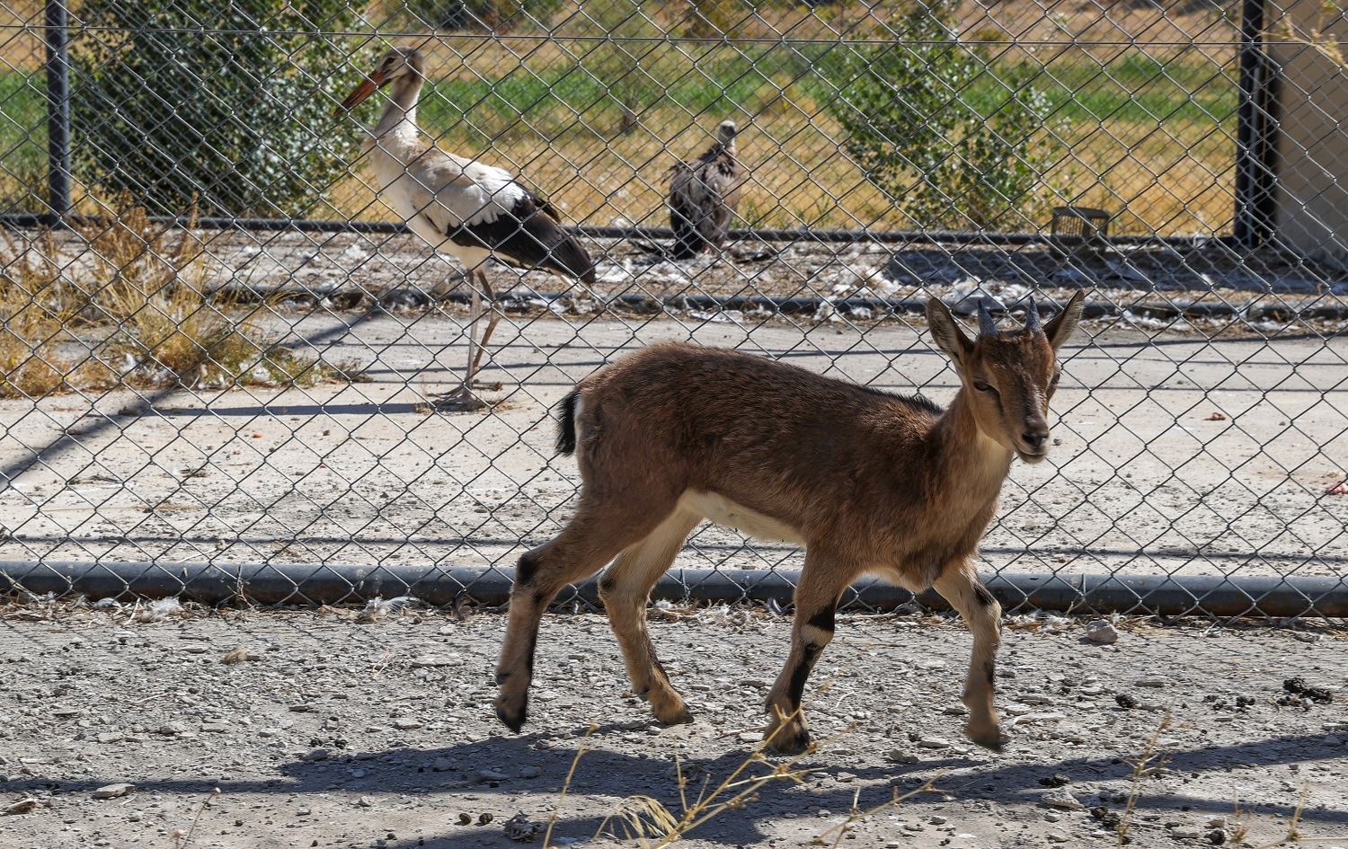 Li nexweşxaneya ajelan a Wanê 800 ajelên kovî hatine dermankirin