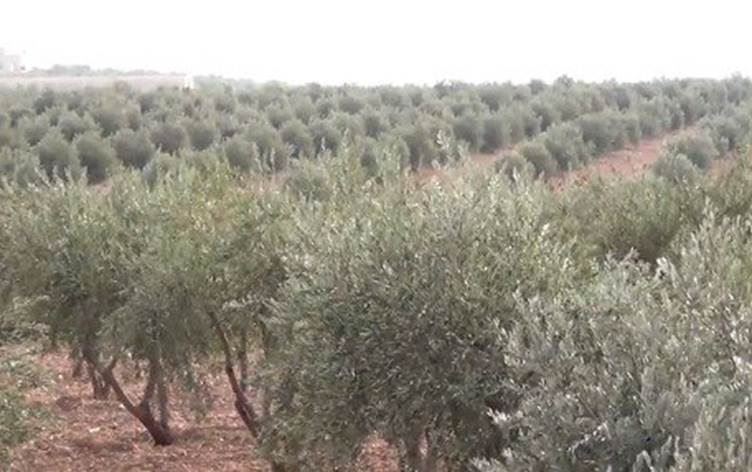 Endamê Komîteya Navendî ya PDKSê: Çekdaran dest danîne ser bi milyonan darên zeytûnan