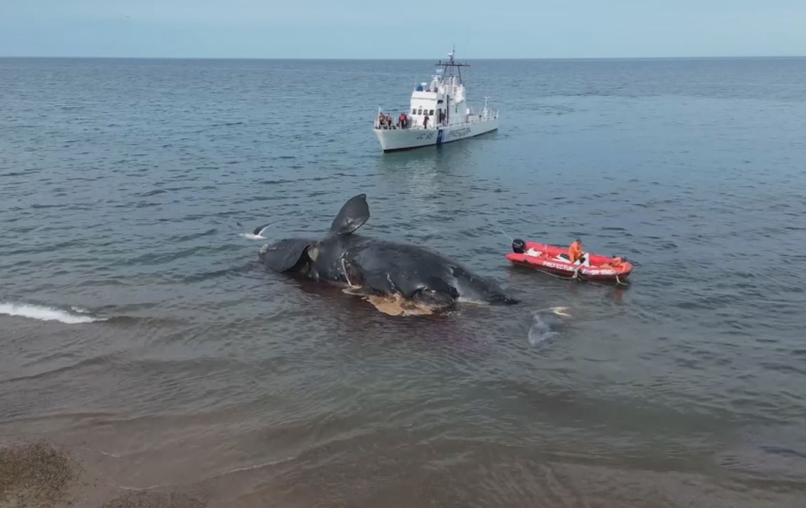 14 نەهەنگ بە مردوویی لە کەناراوێکی ئەرجەنتین دەدۆزرێنەوە