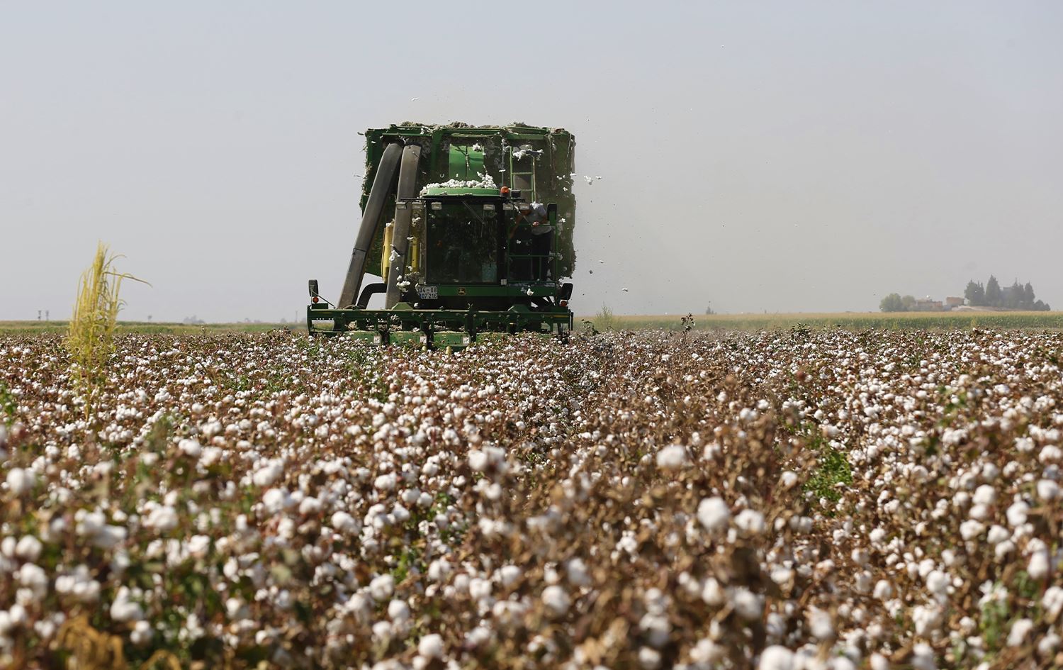 Li Deşta Mêrdînê dirûna pembo (zêrê spî) dest pê kir