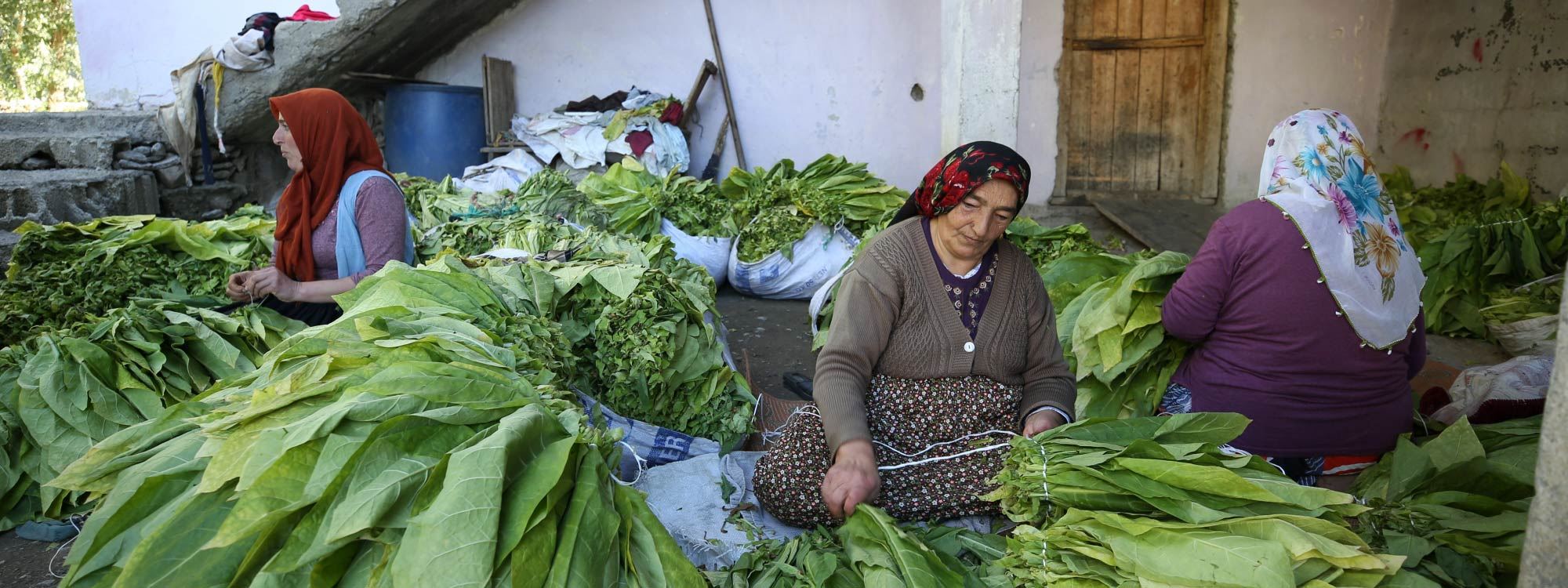 WÊNE - Tûtina Mûş, Bedlîs û Êlihê bi nav û deng dibe