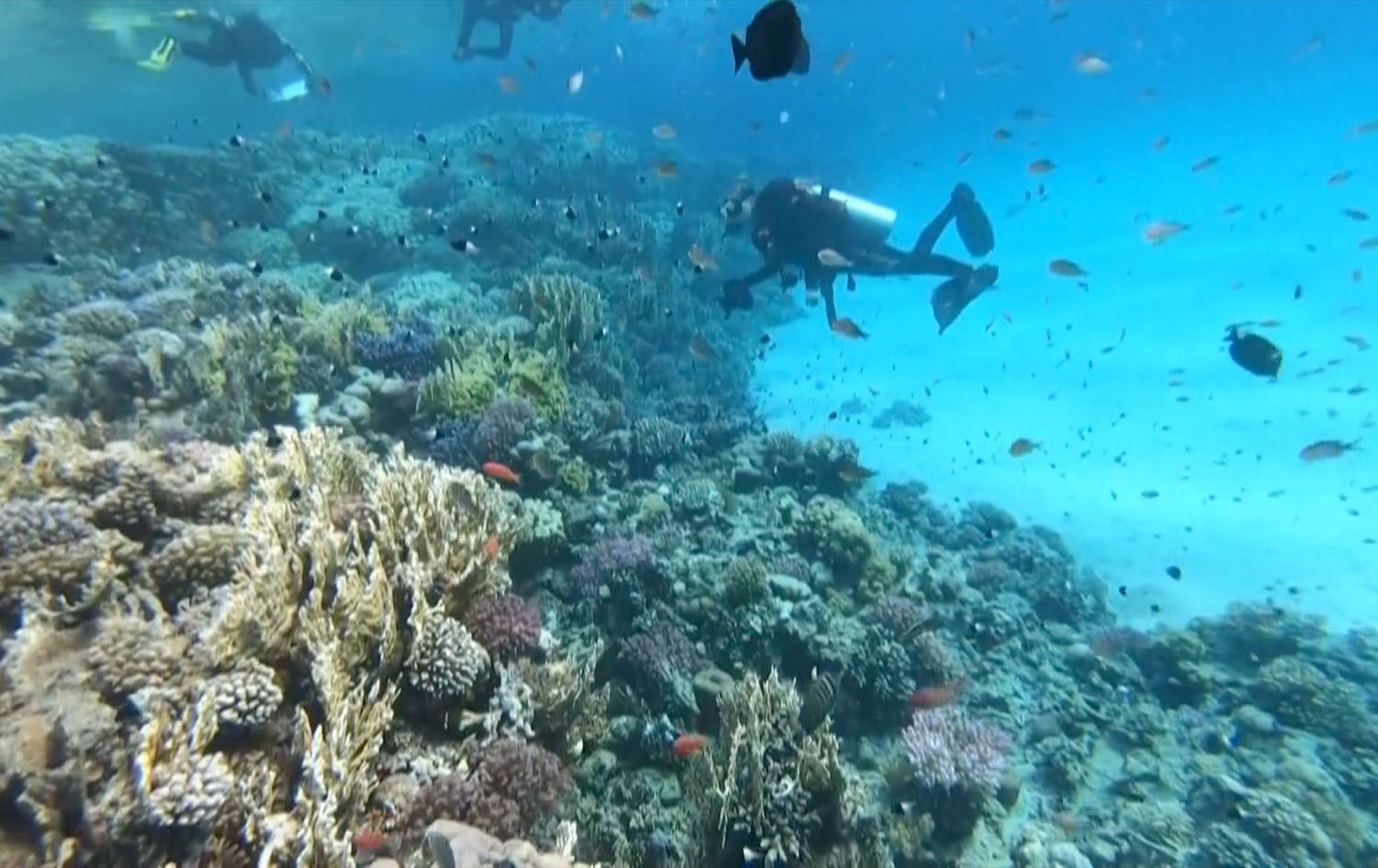 مەرجانەکانی دەریای سوور هەڕەشەی لەنێوچوونیان لەسەرە