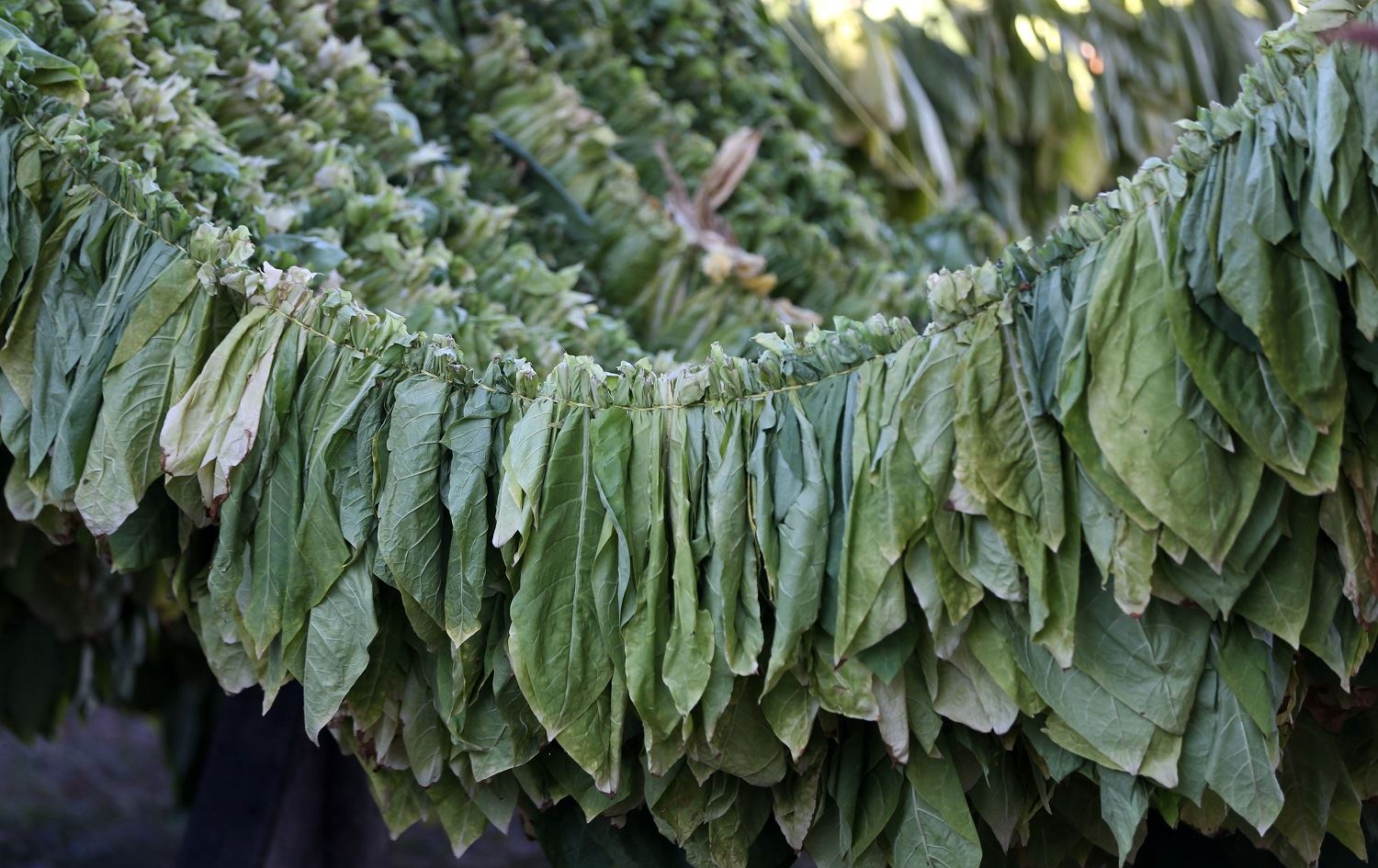 Li Mûşê tûtina Virginia tê berhemanîn