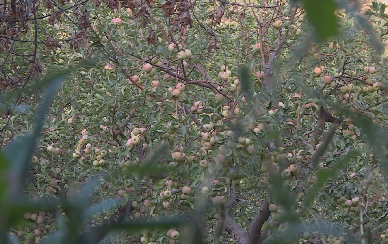 پێشبینی دەکرێت ئەمساڵ بەرهەمی سێو لە سنووری پارێزگای دهۆک بگاتە پێنج هەزار تۆن