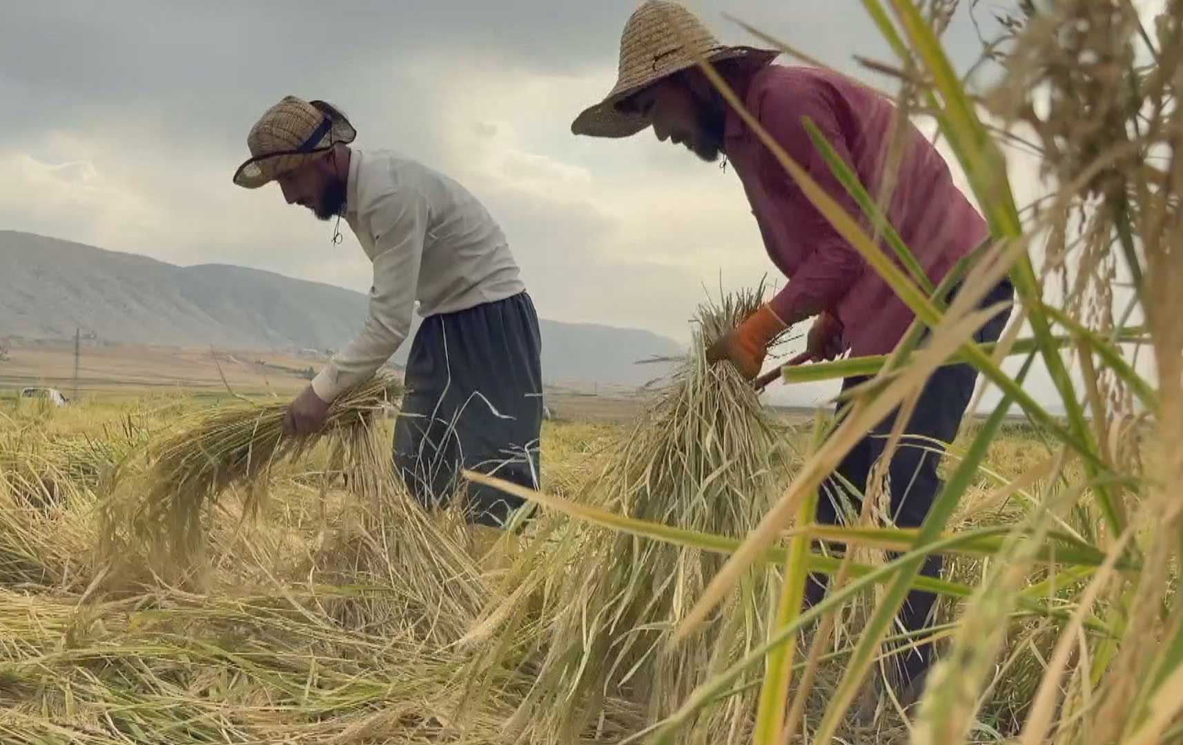 نزیکەی 10٪ـی خواست لەسەر برنج بە بەرهەمی نێوخۆ پڕدەکرێتەوە