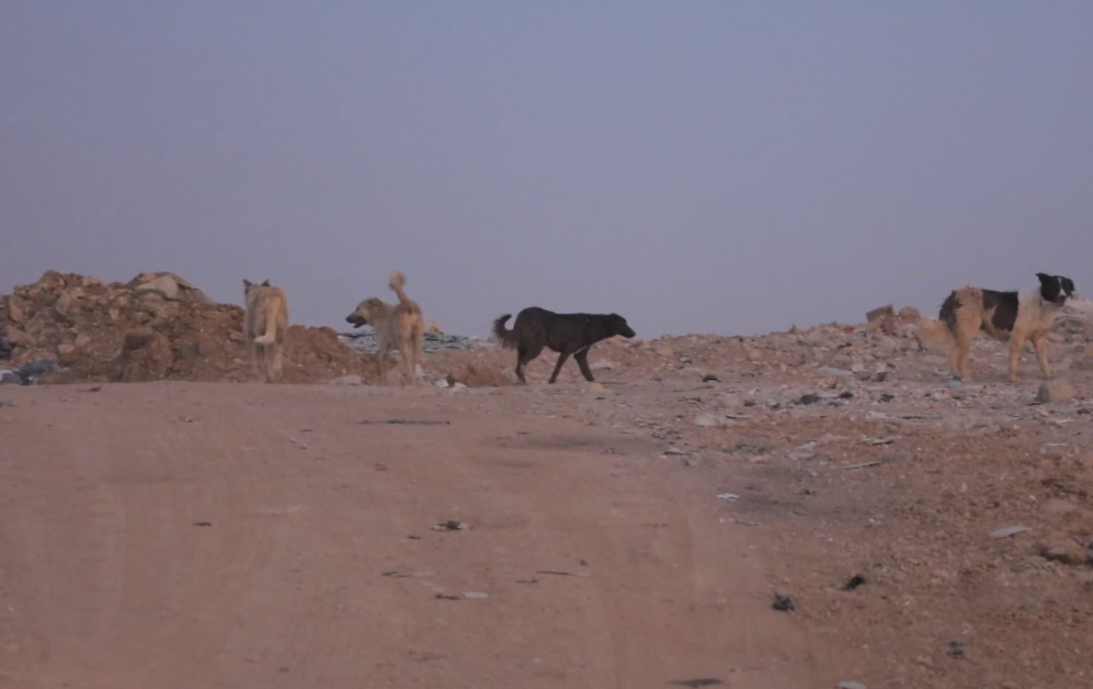 سێ هەزار سەگی بێلانە لە زاخۆ هەن؛ بوونەتە مەترسی لەسەر منداڵان و مەڕوماڵات