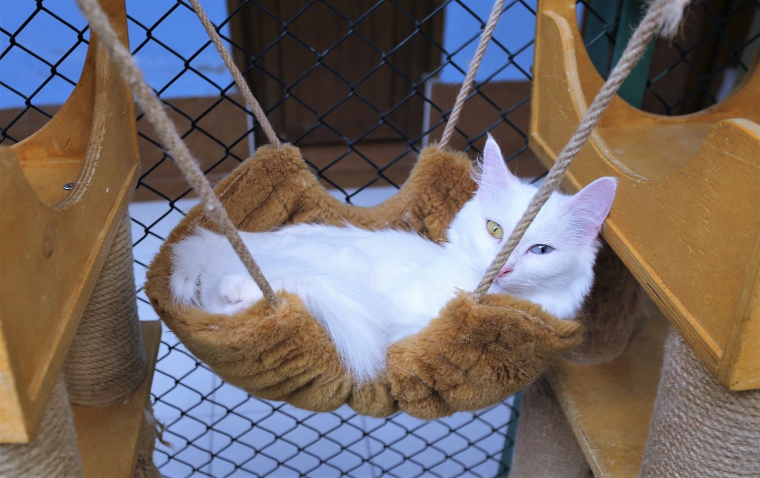 Pisîkên Wanê bala geştyarên biyanî dikeşîne